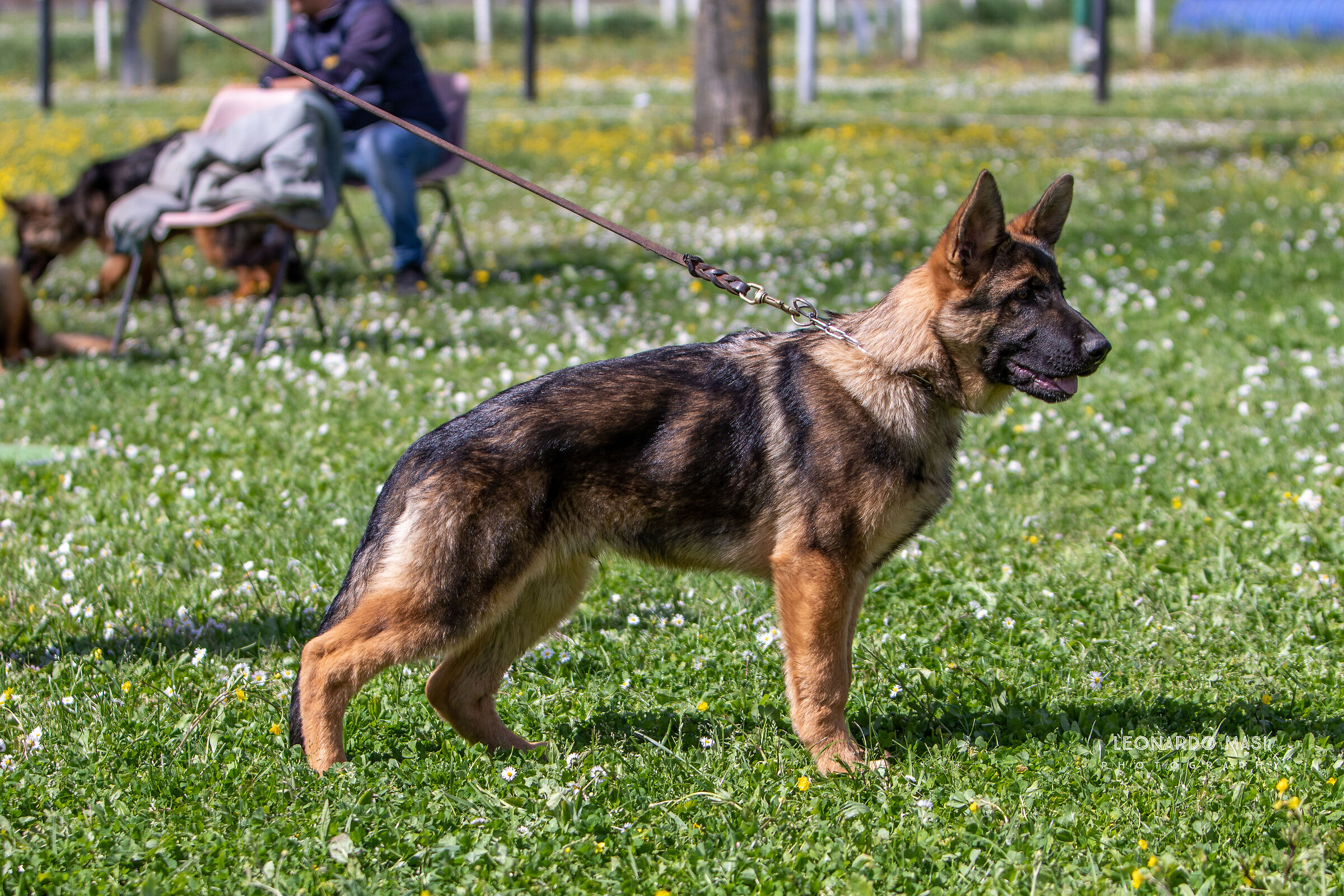 Enzo di Castel Ruggero