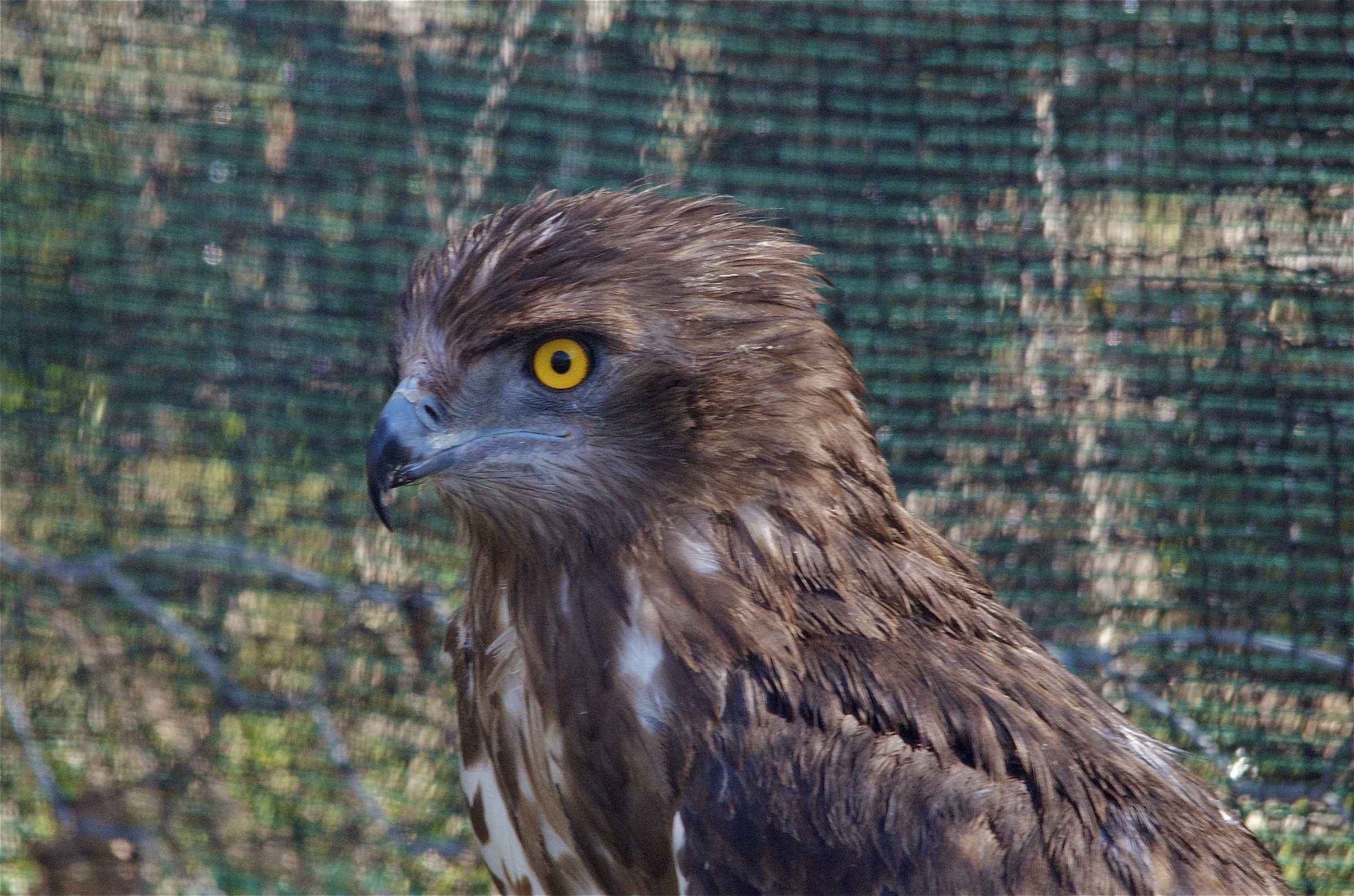 Foto denuncia - la vita nelle voliere dei falconieri