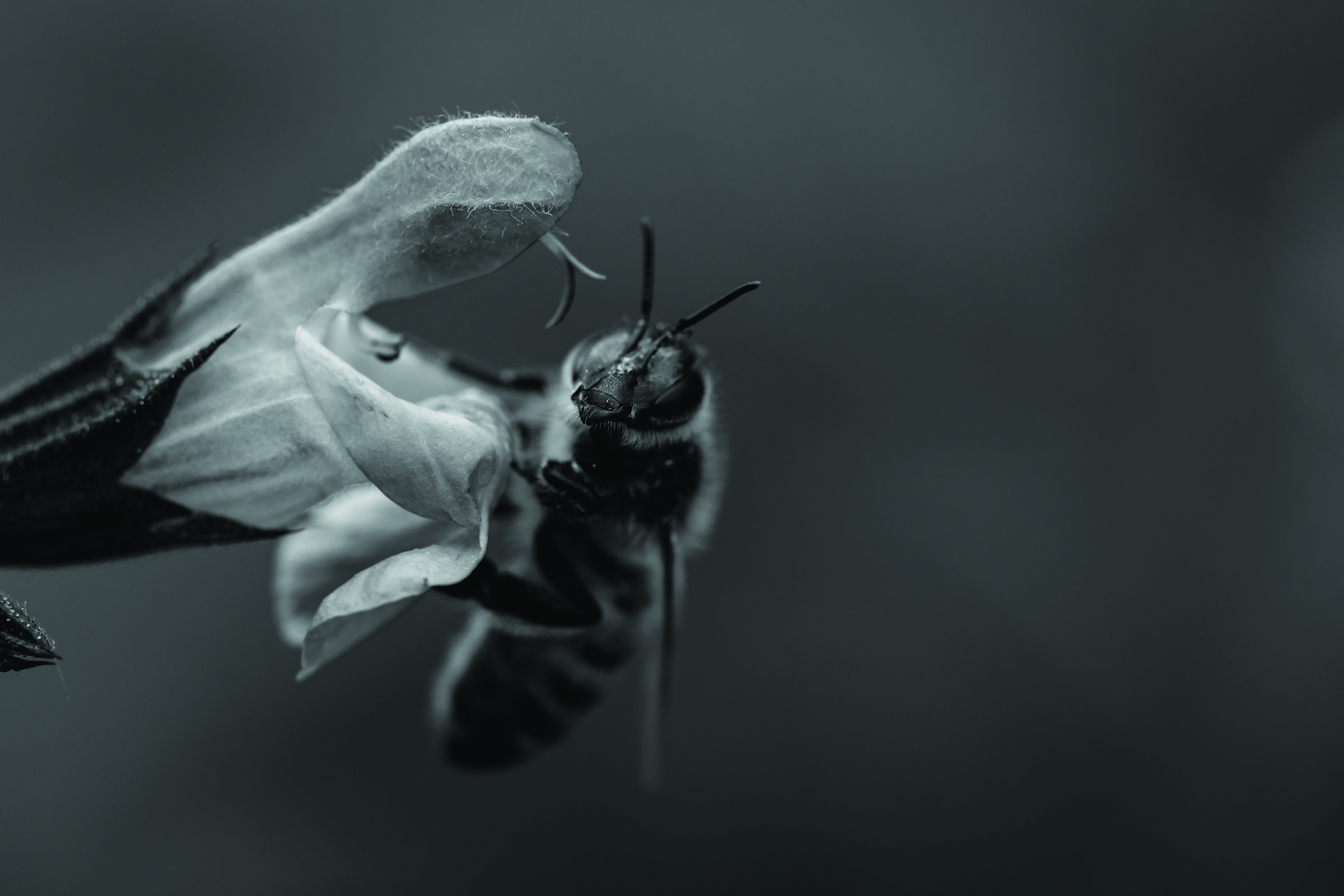 Sul punto di lanciarsi...