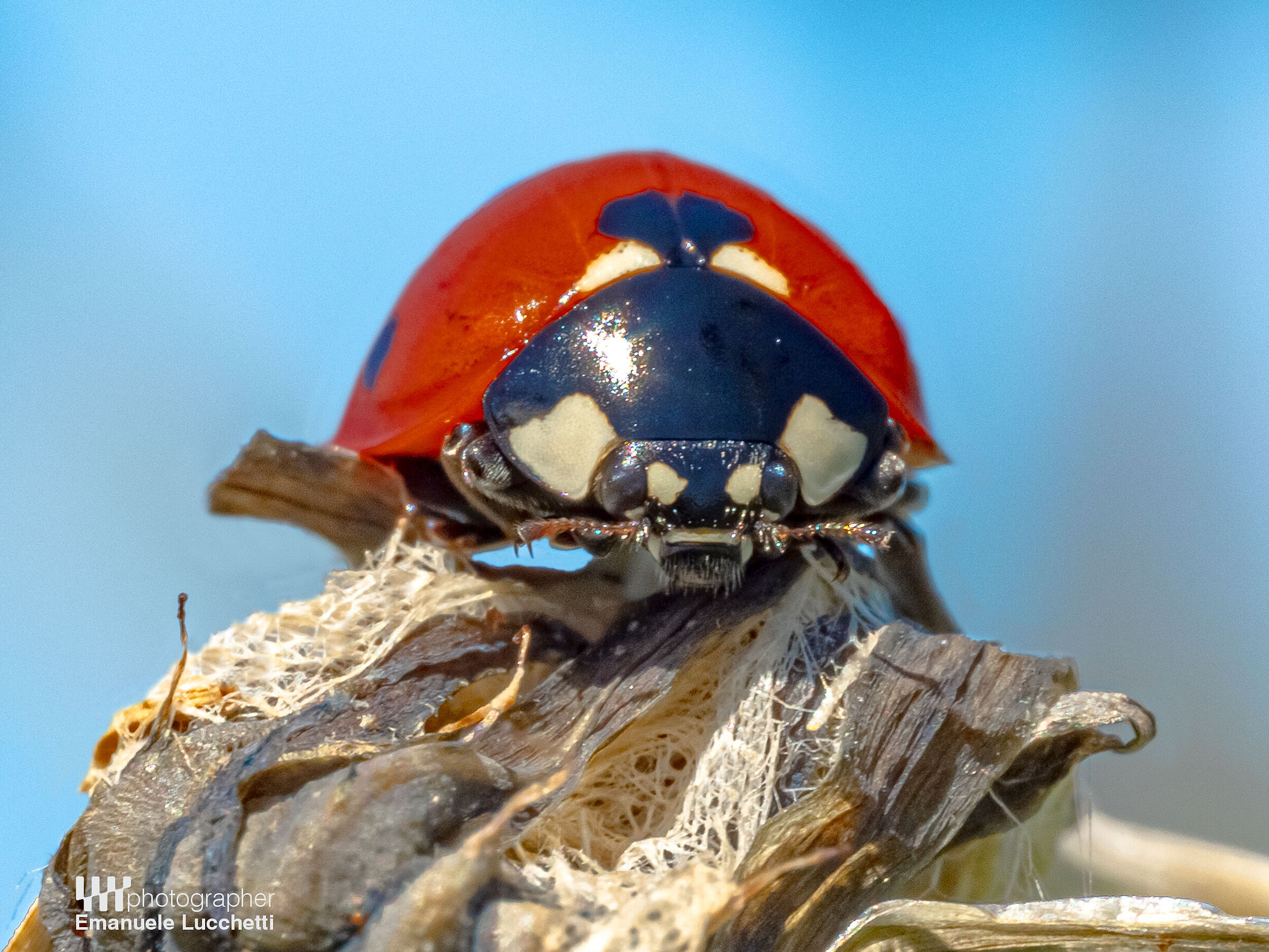 Coccinella