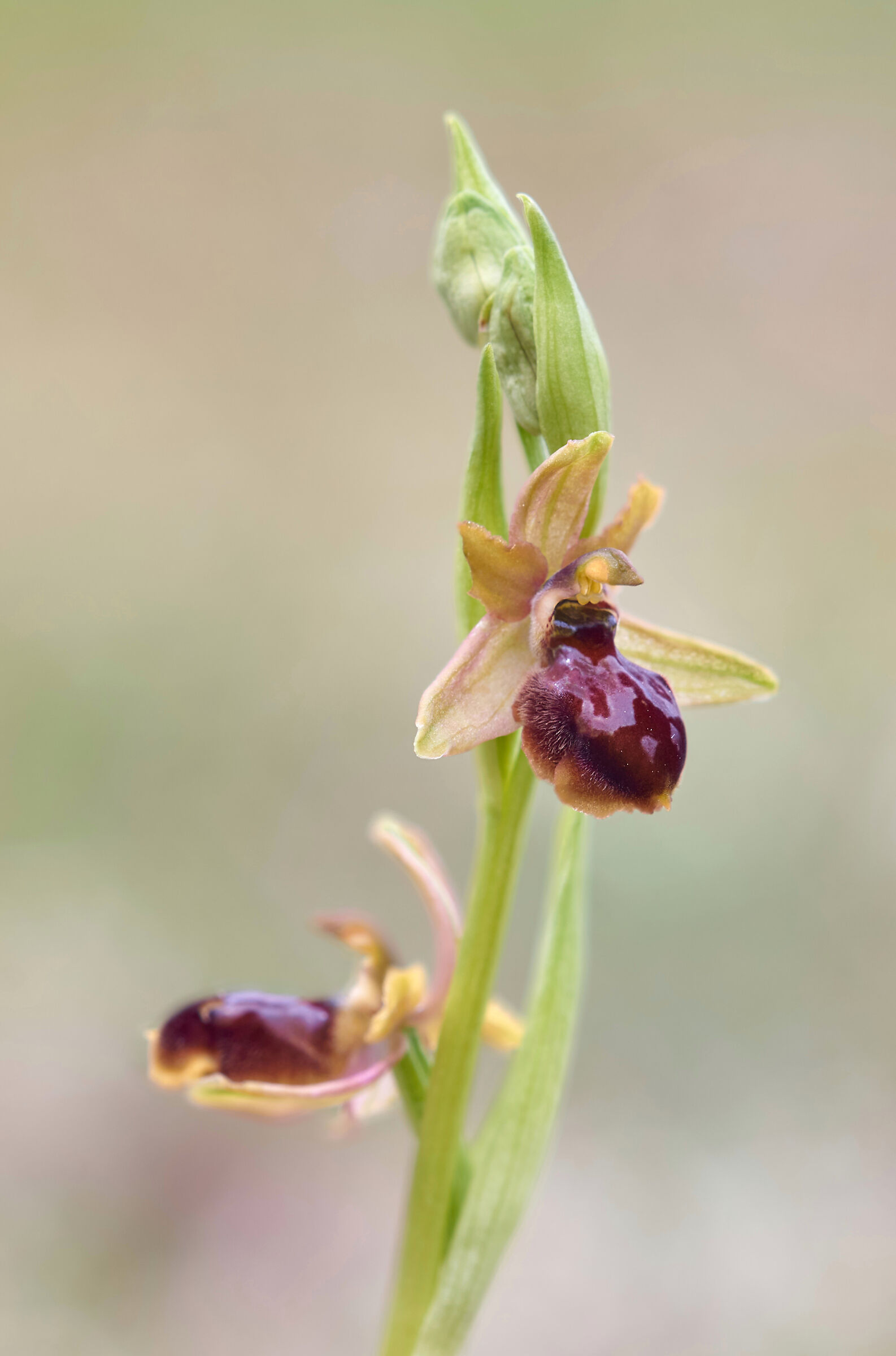 Ophrys tarquinia