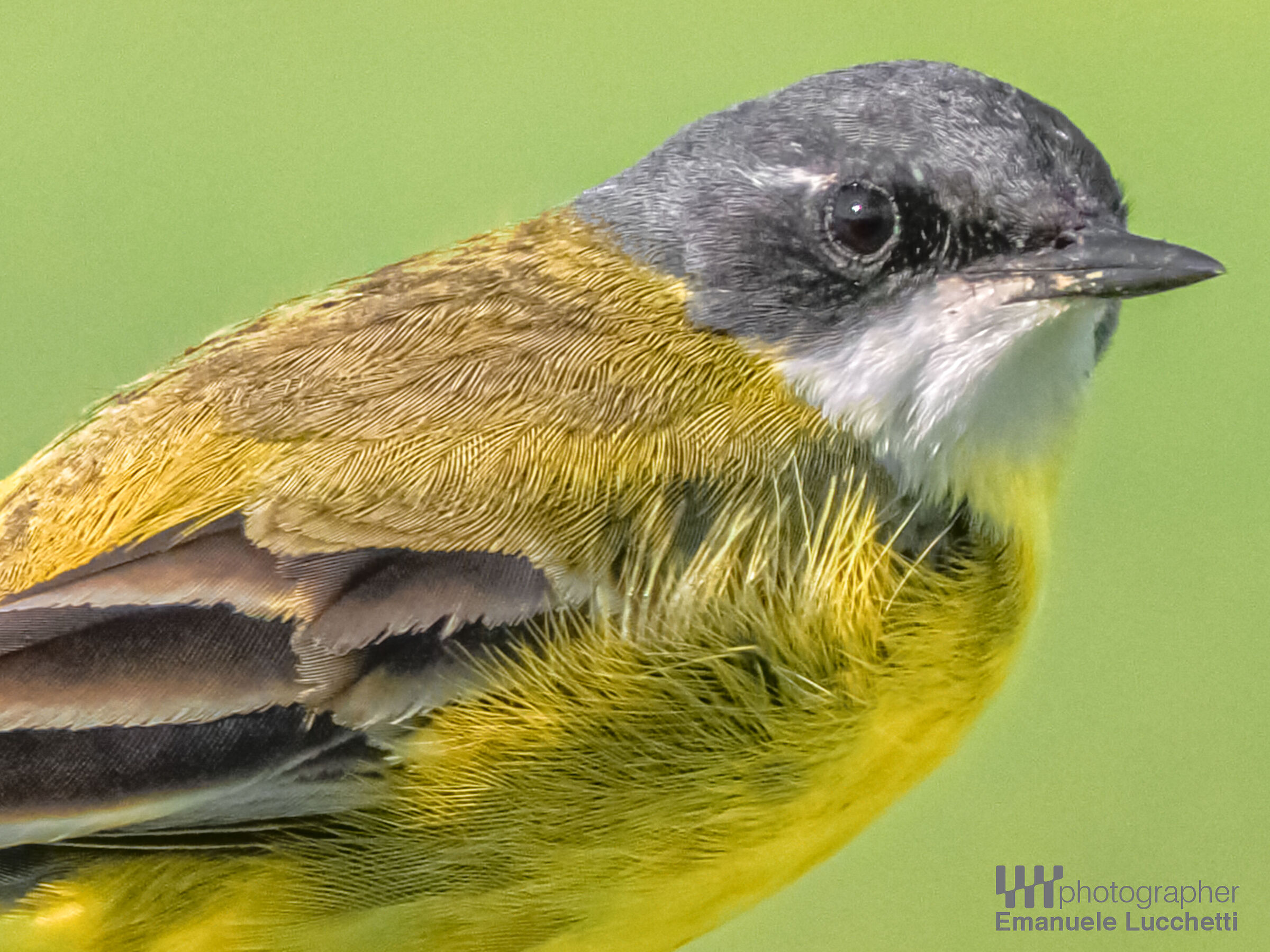 Cutrettola capo cenerino