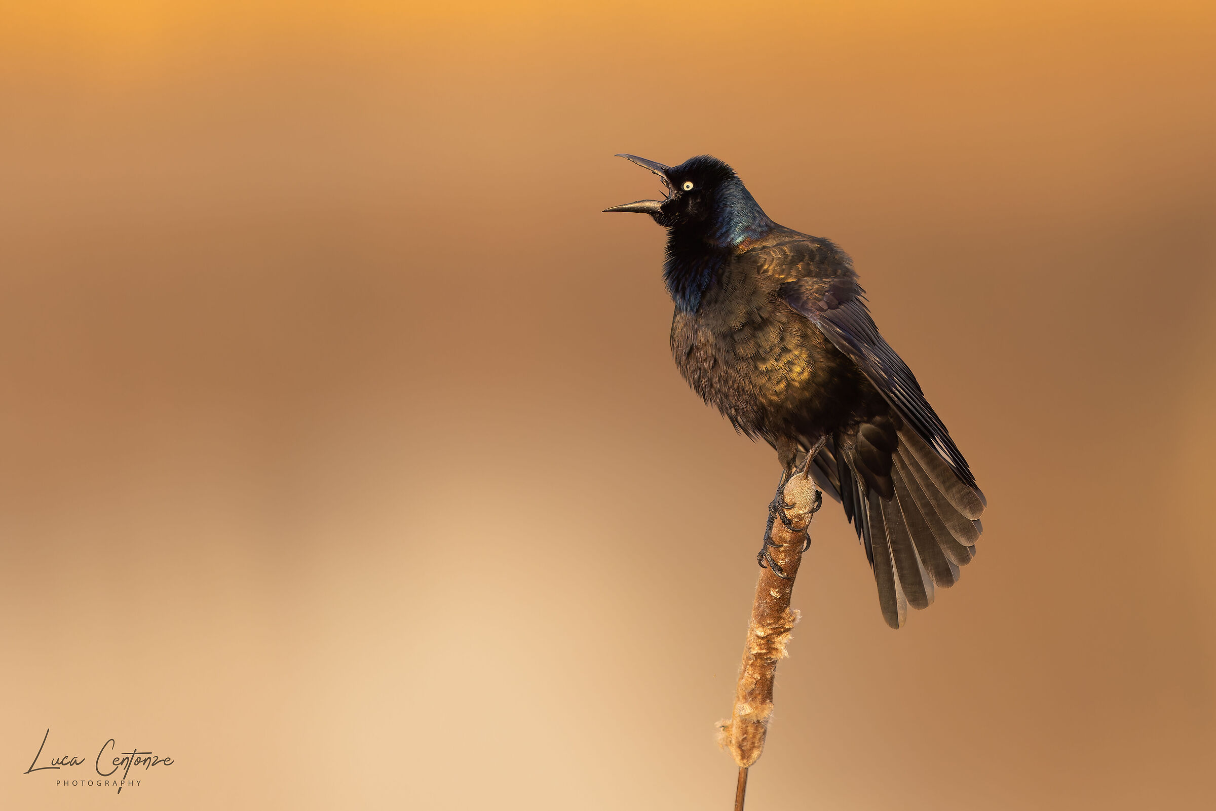 Common Grackle (Quiscalus quiscula)