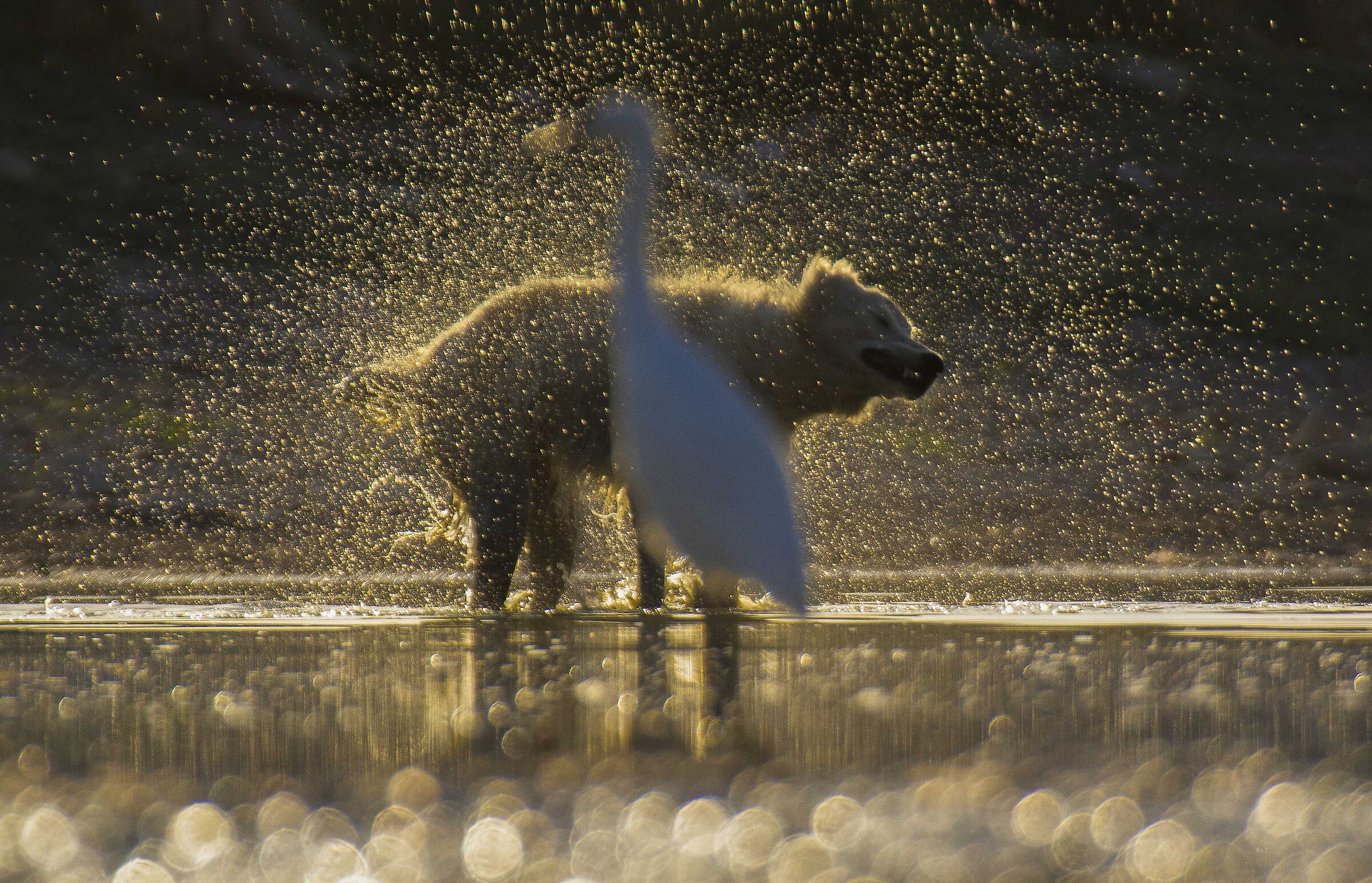 Bokeh