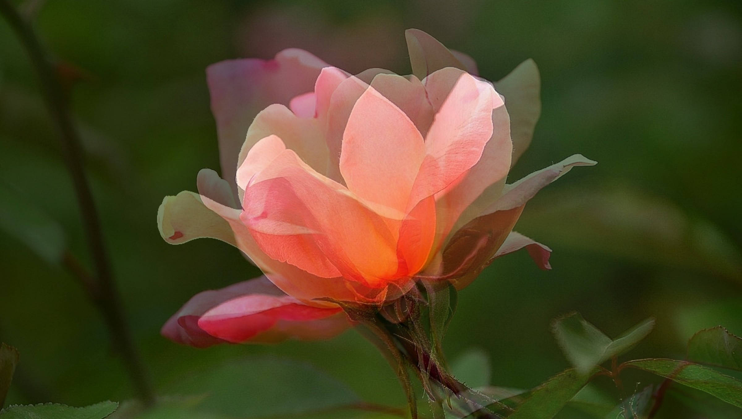 evanescent .................