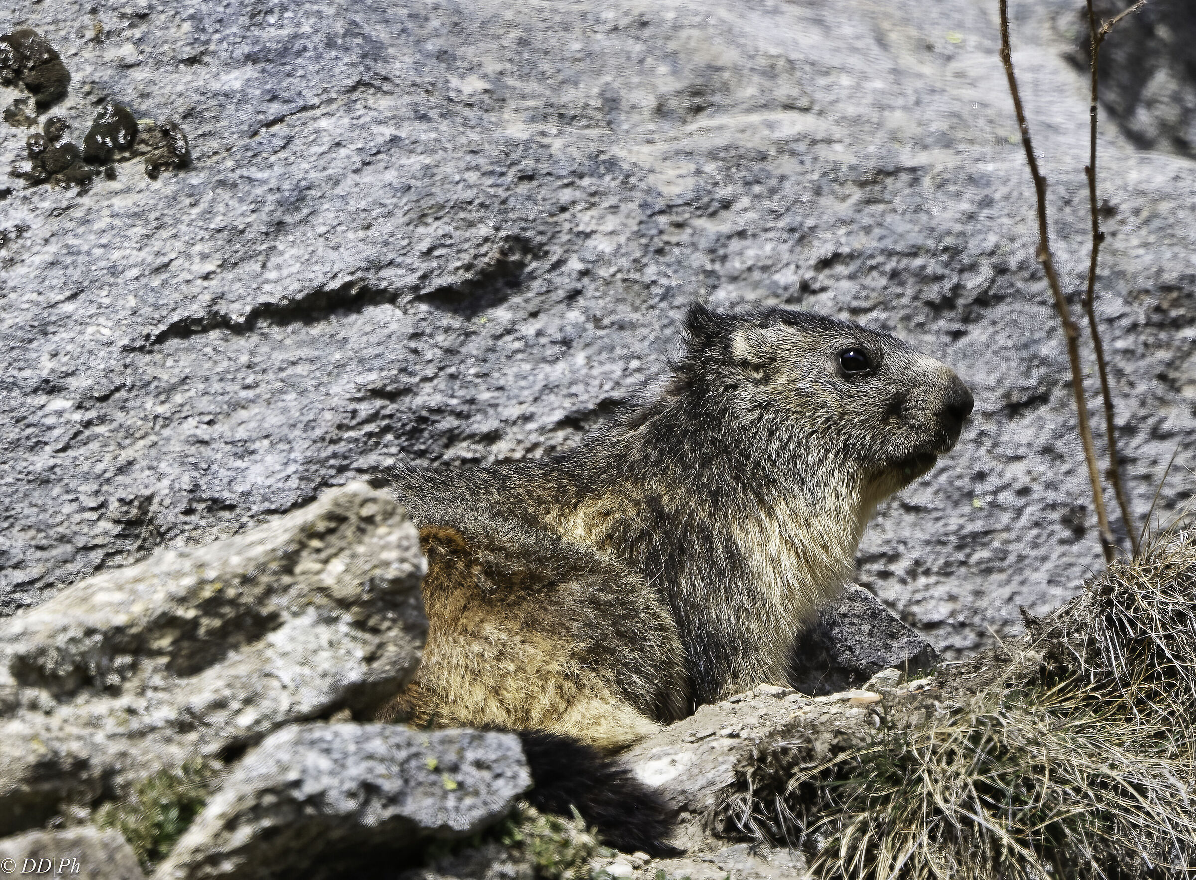 Marmotta