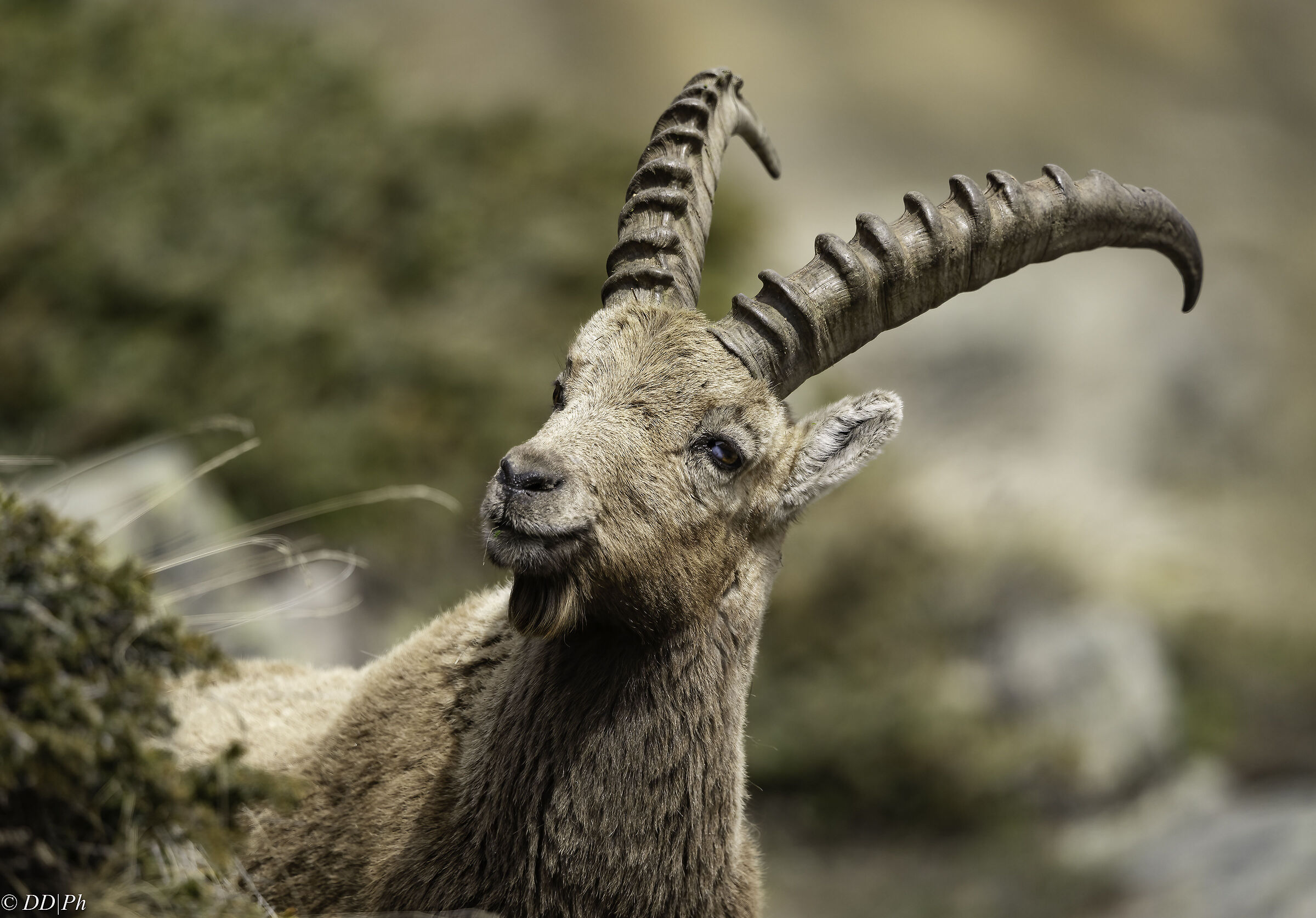 Ibex