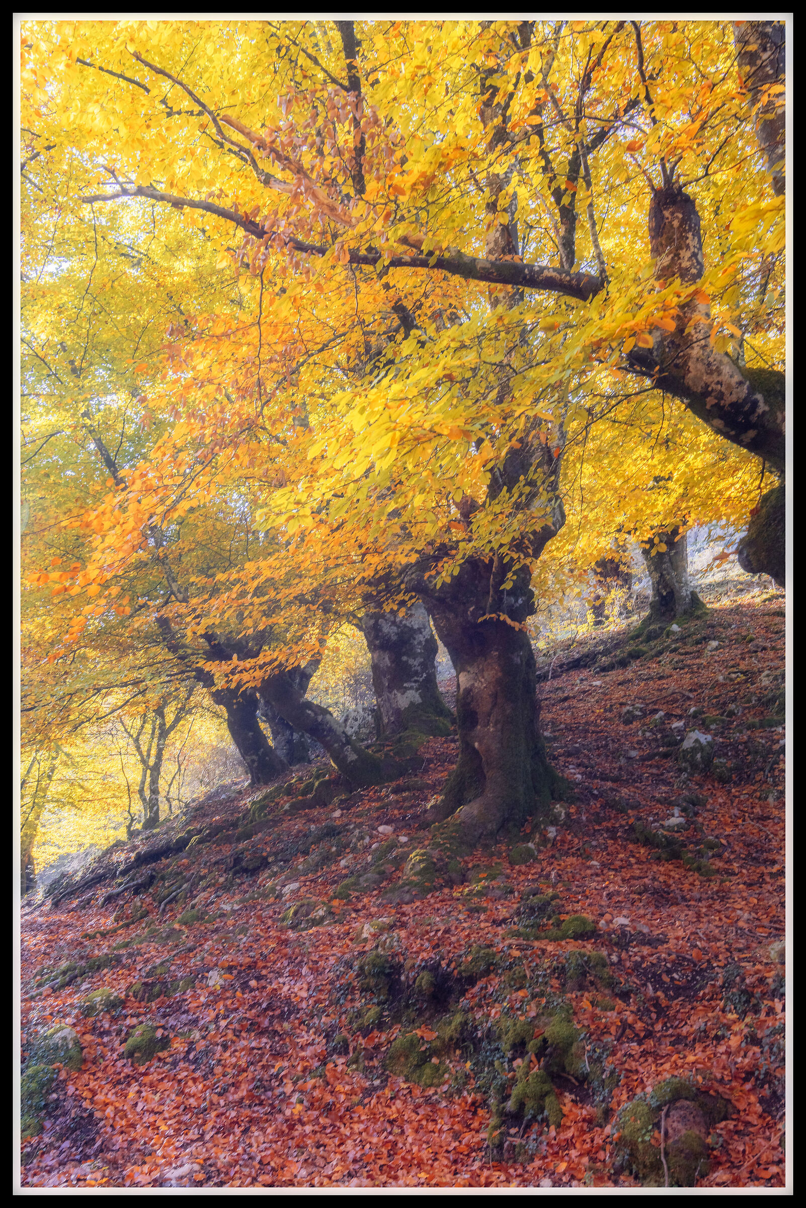 Where are the fairies?