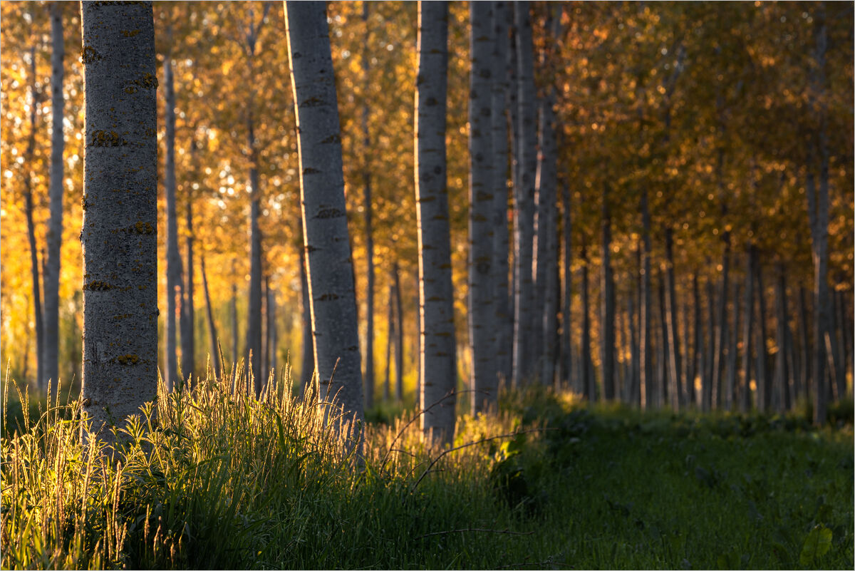 In a Row for the Show