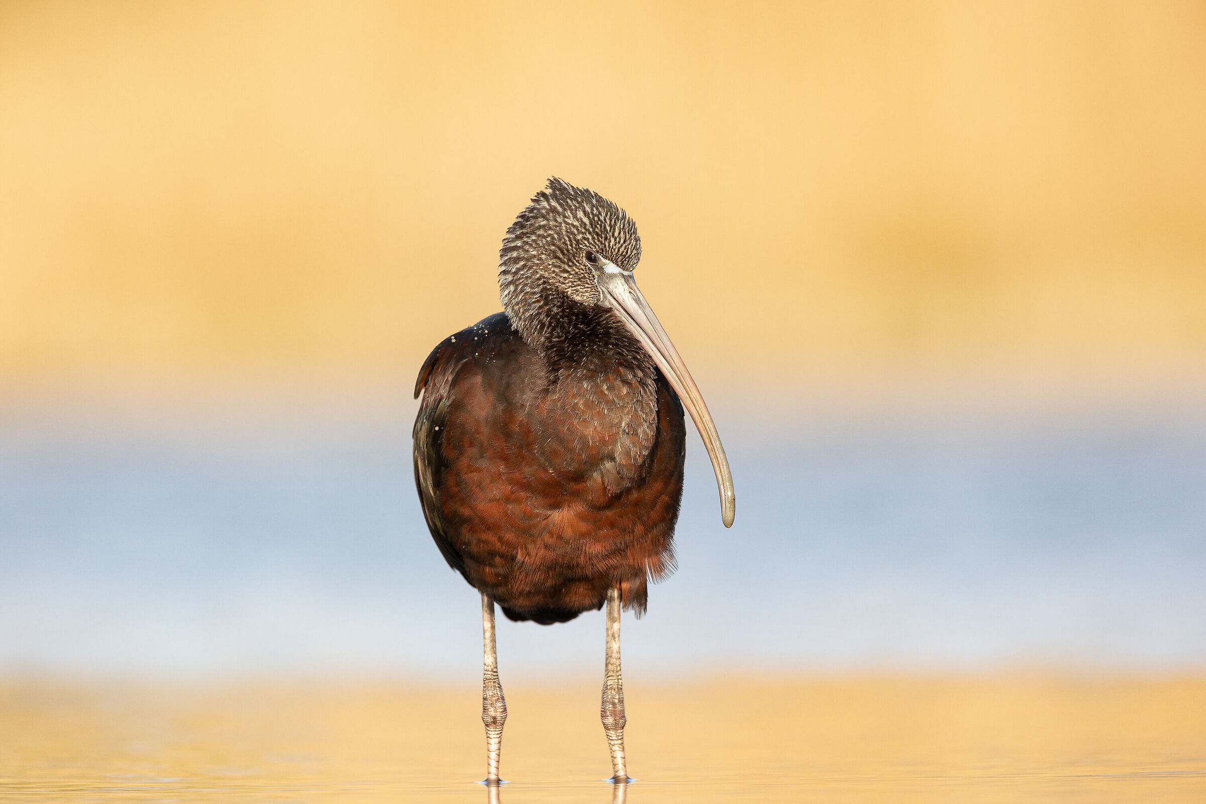 mignattaio invernale