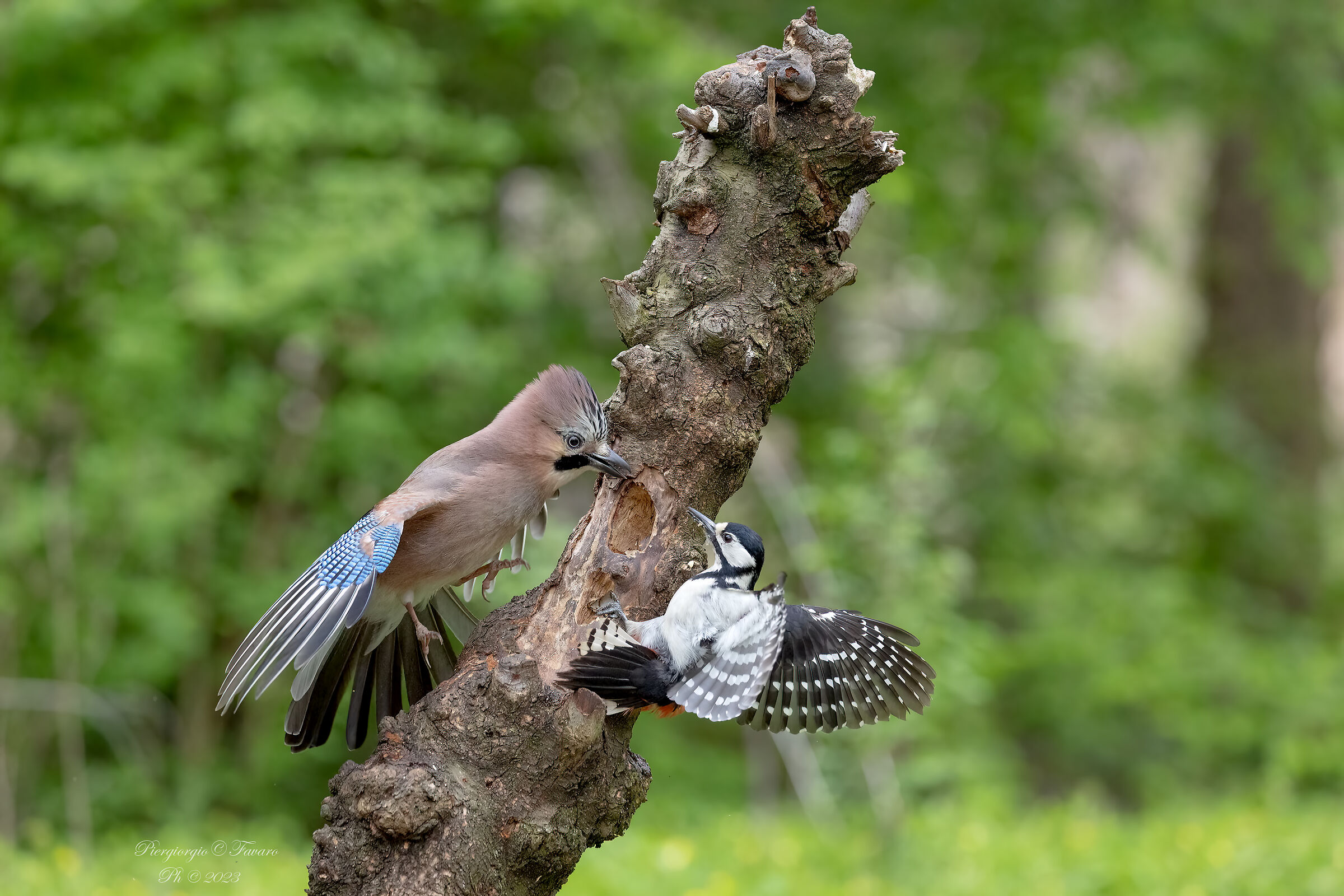 Jay vs Great spotted woodpecker