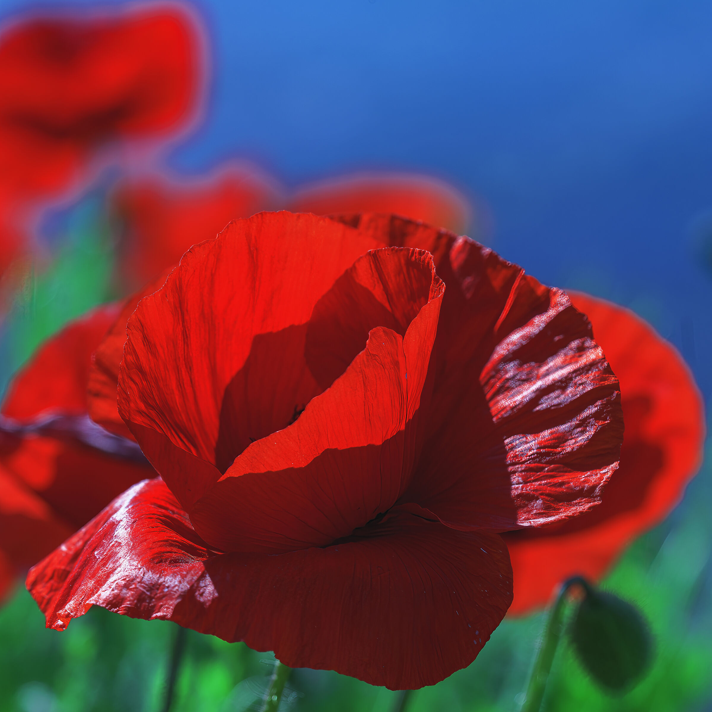 Il papavero è anche un fiore