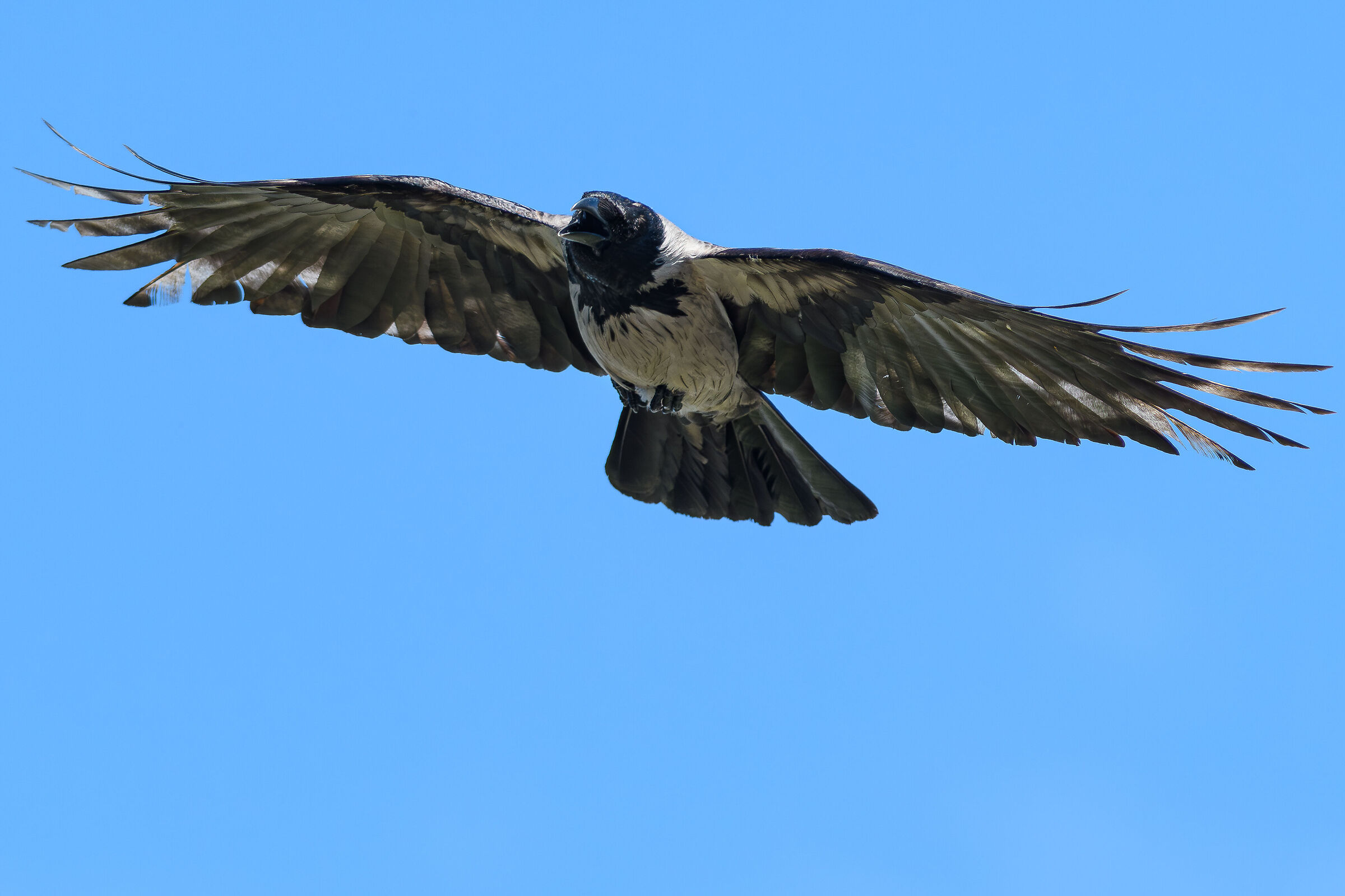Crow