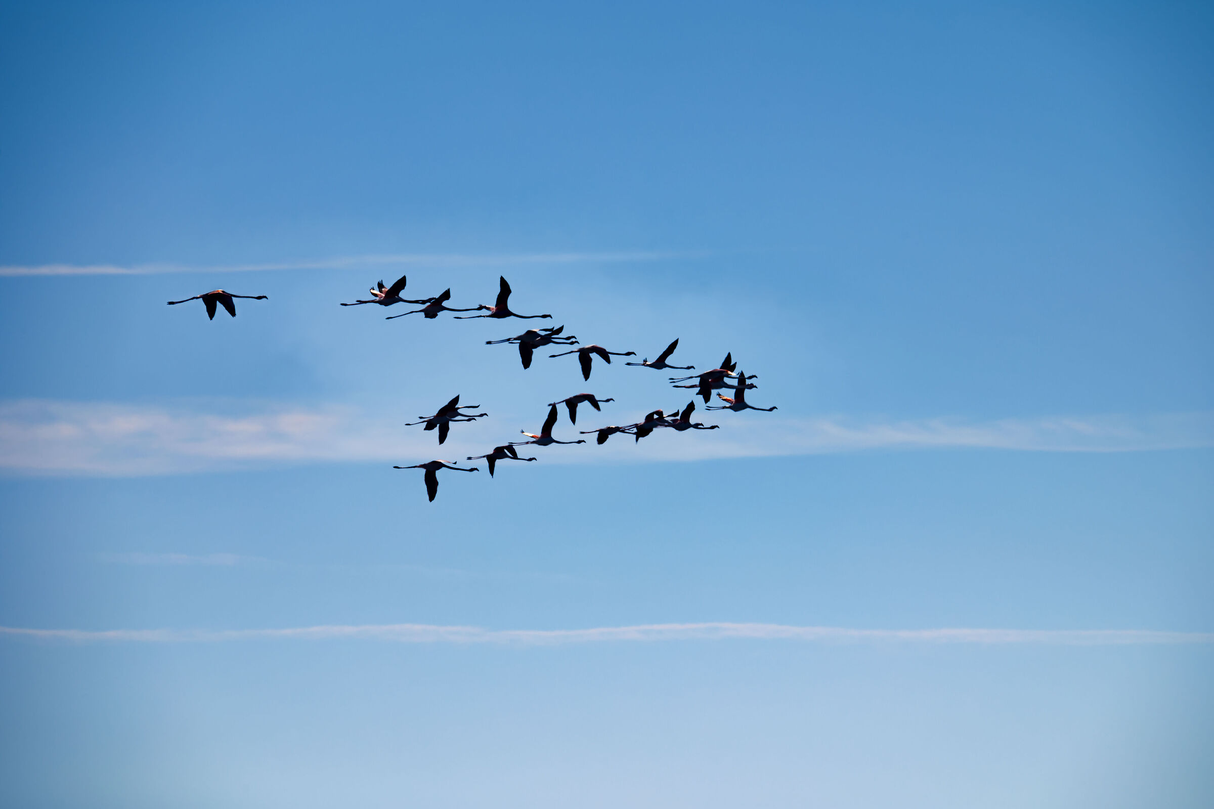 Stormo di fenicotteri