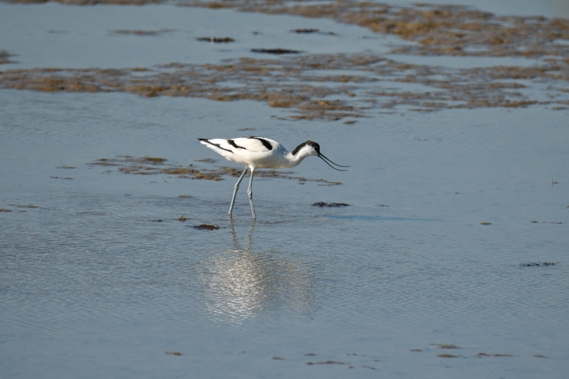 Avocetta a pesca