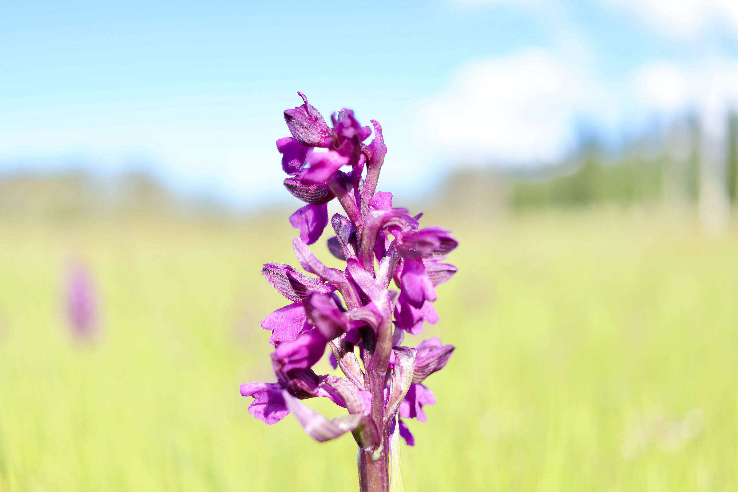 Orchidea Selvatica