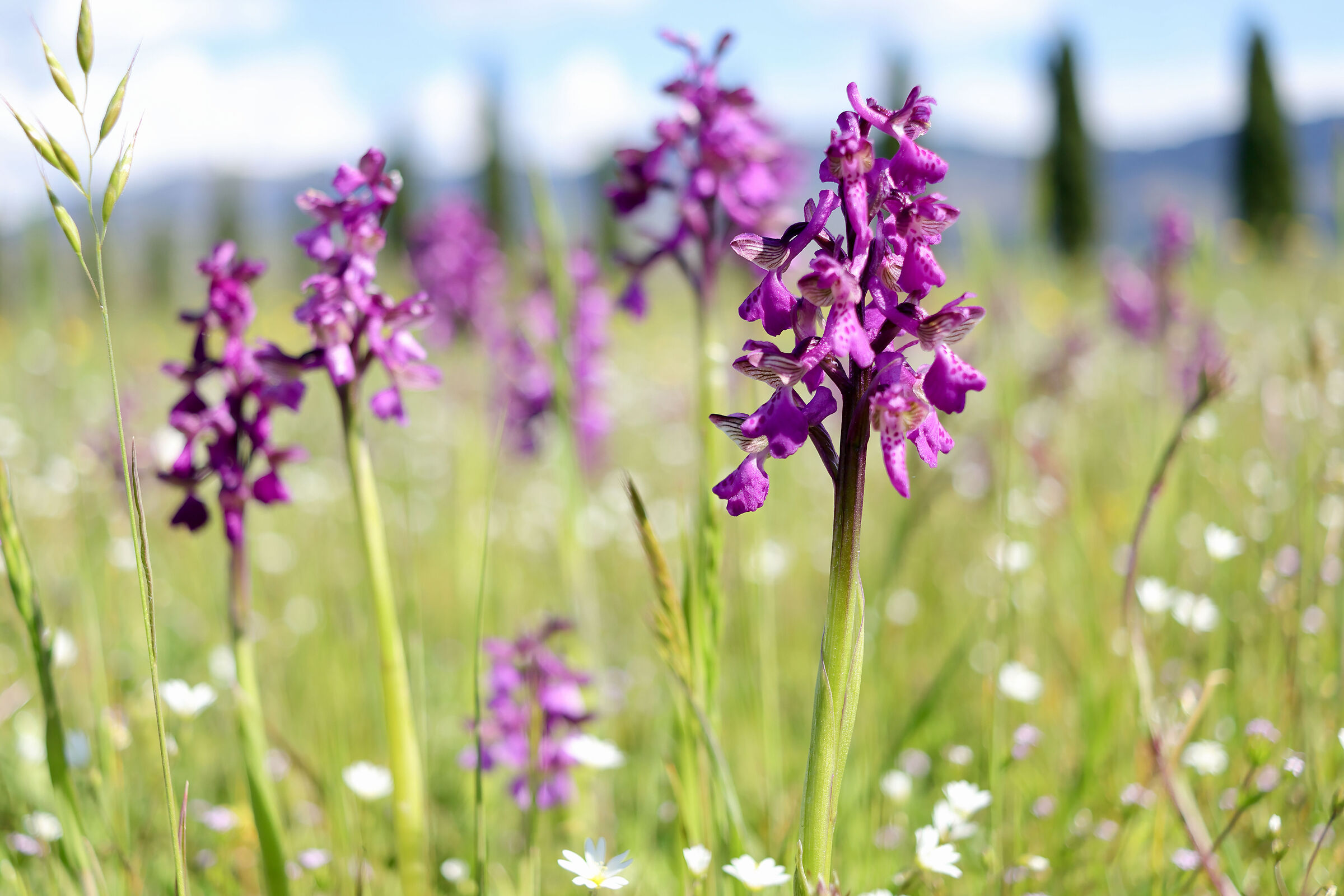 Orchidea Selvatica