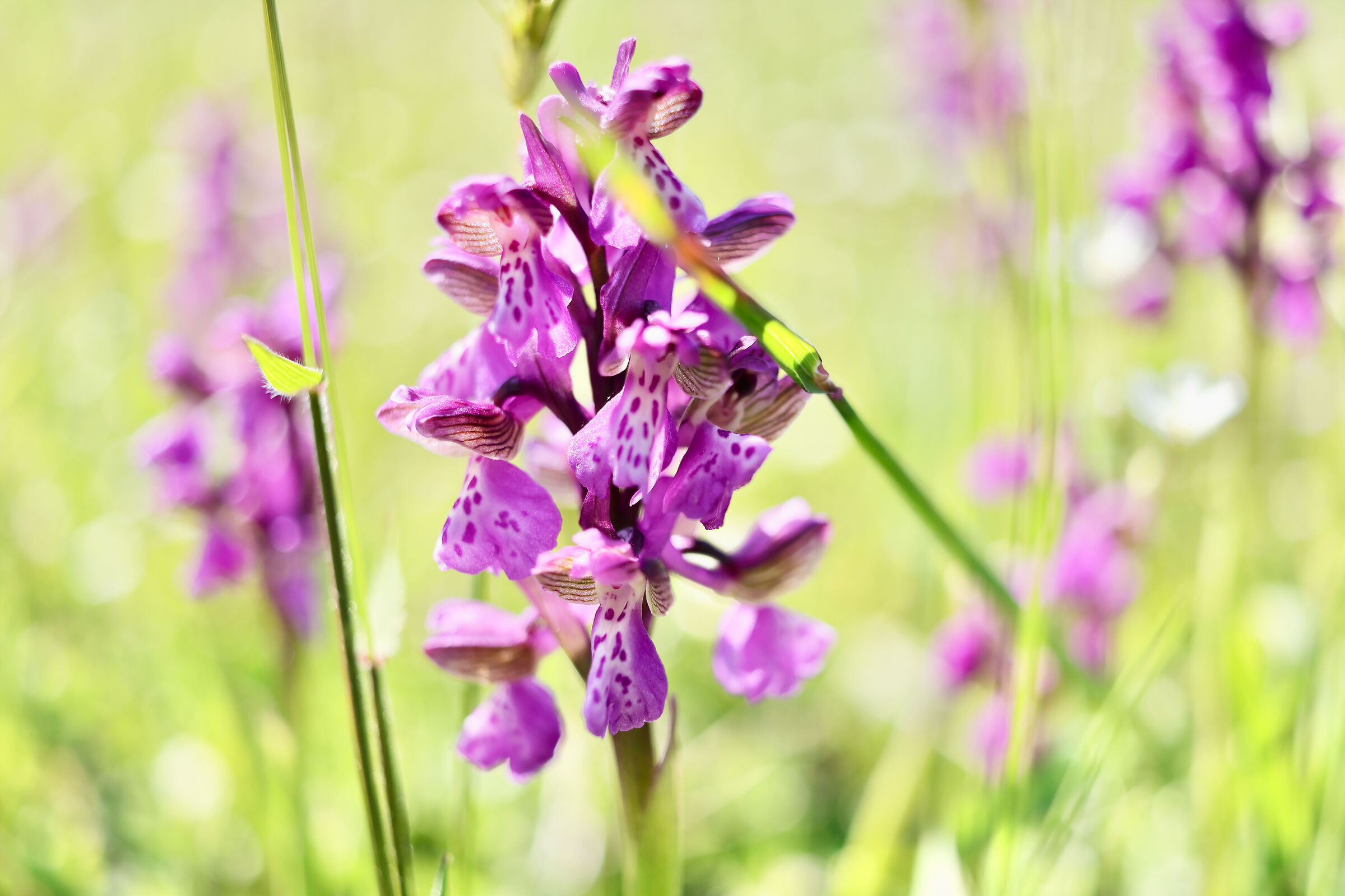 Orchidea Selvatica