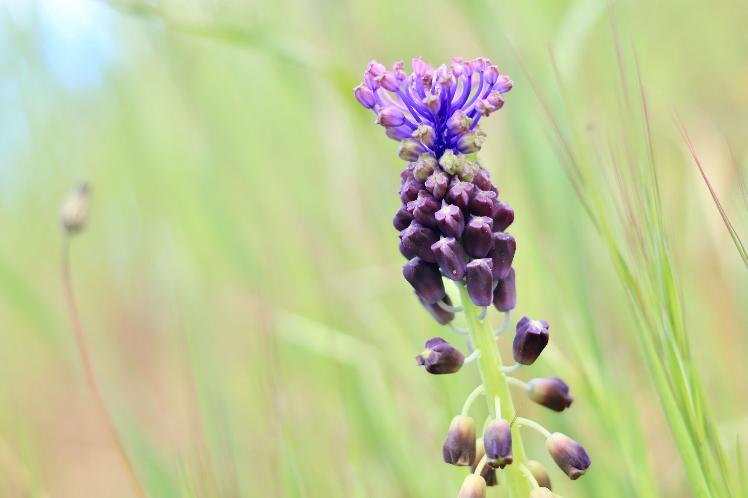 Macro World