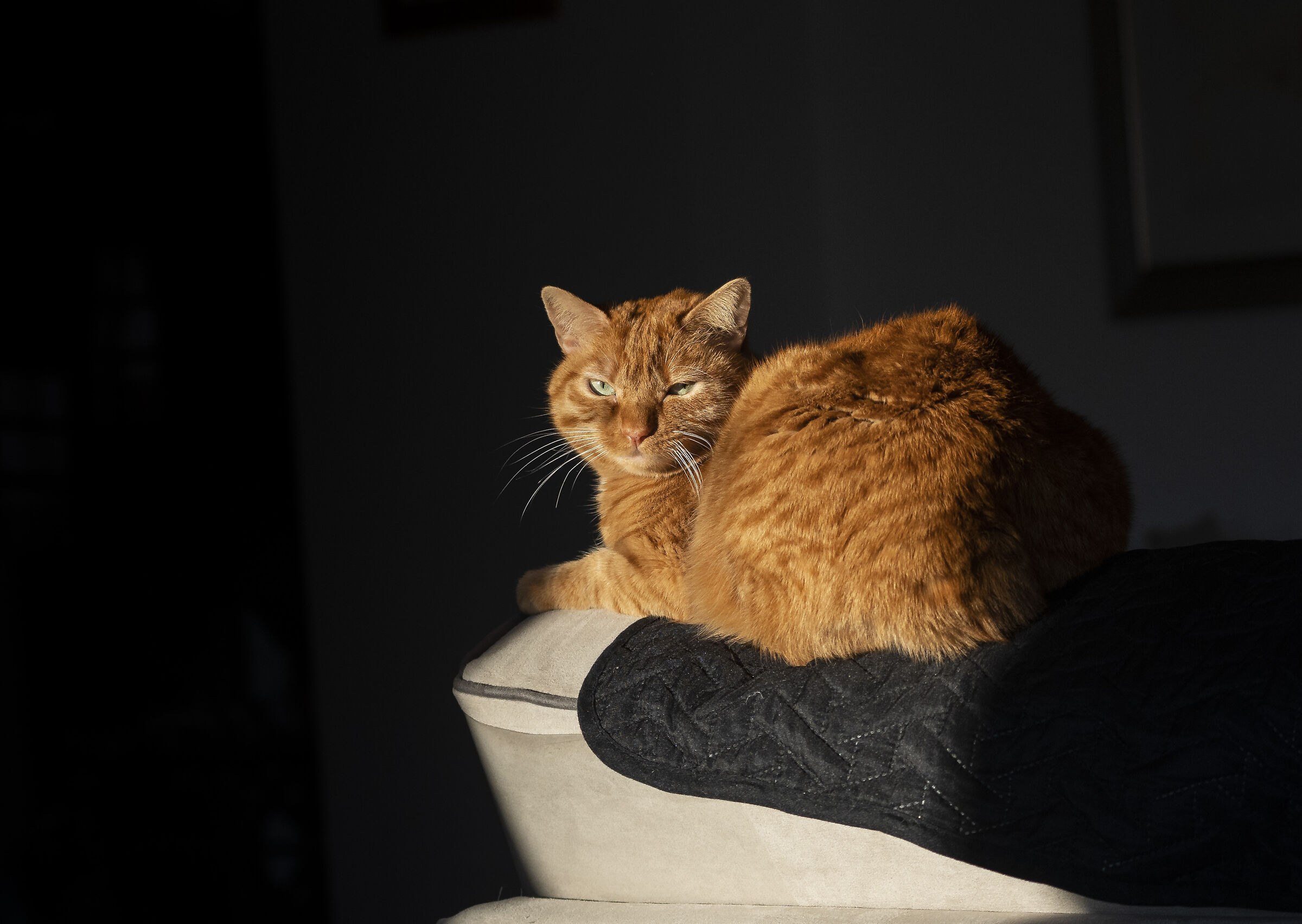 Si dice che i gatti amino il sole