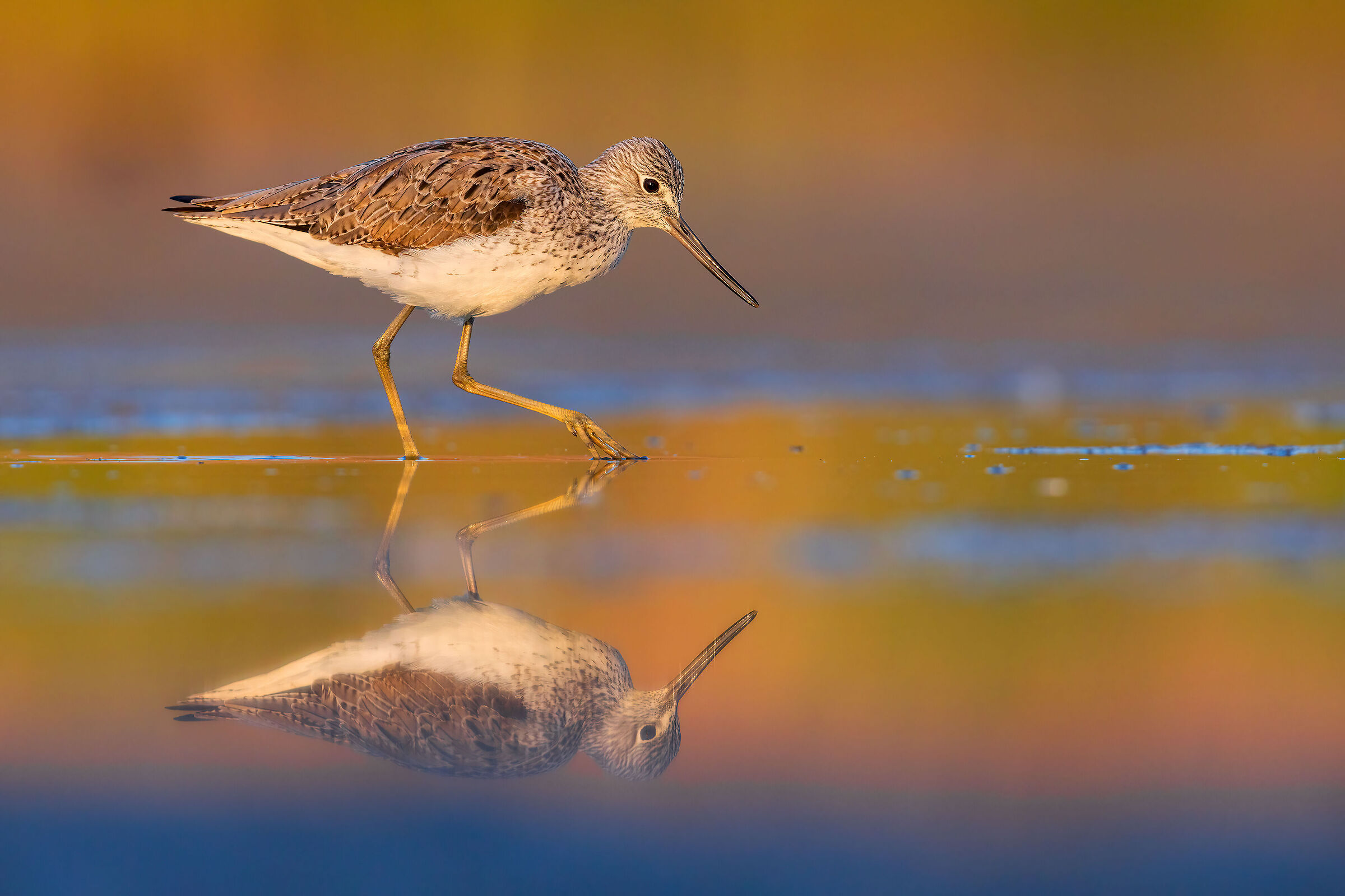 Greenshank