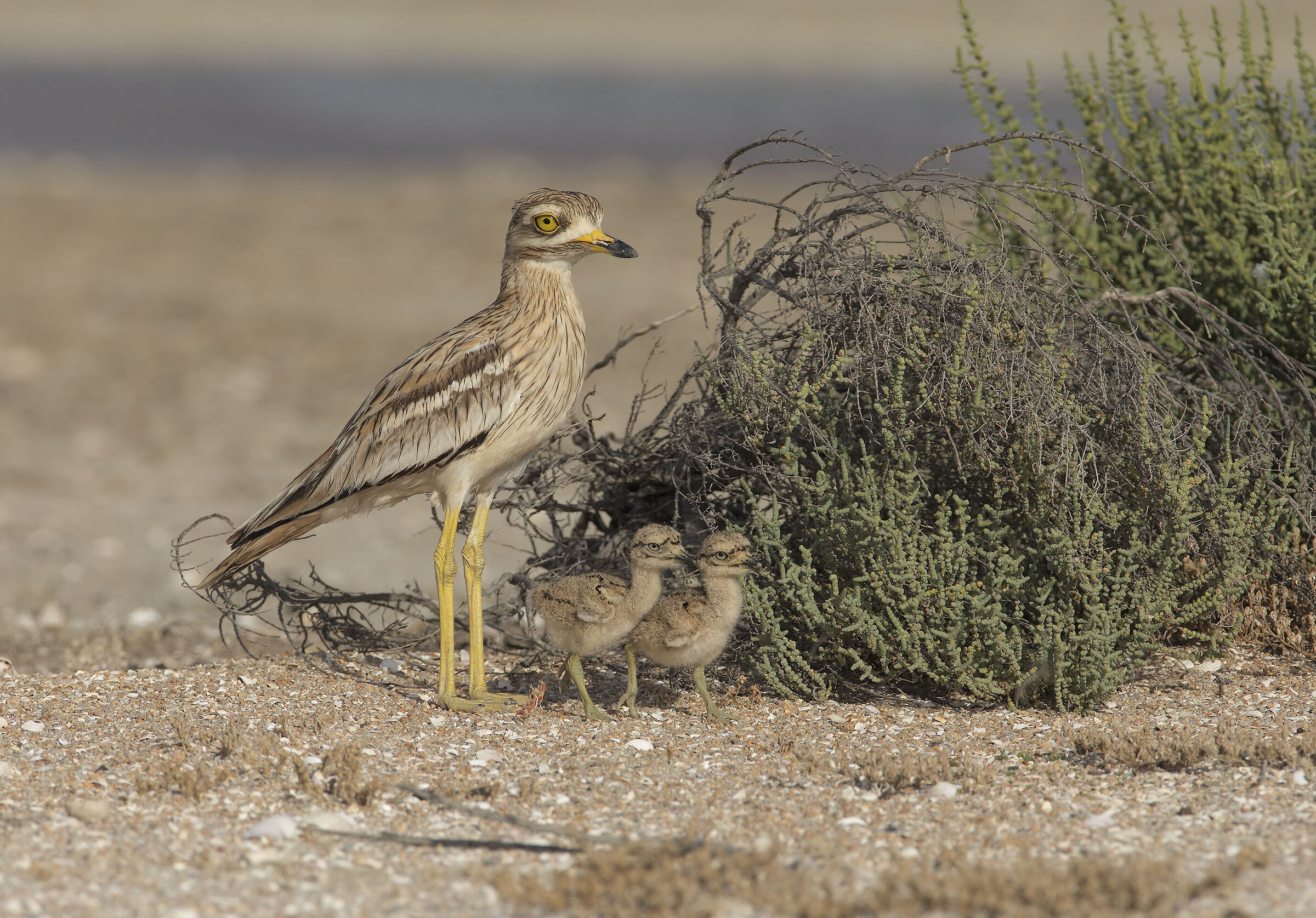 a spasso con papà (o forse mamma)