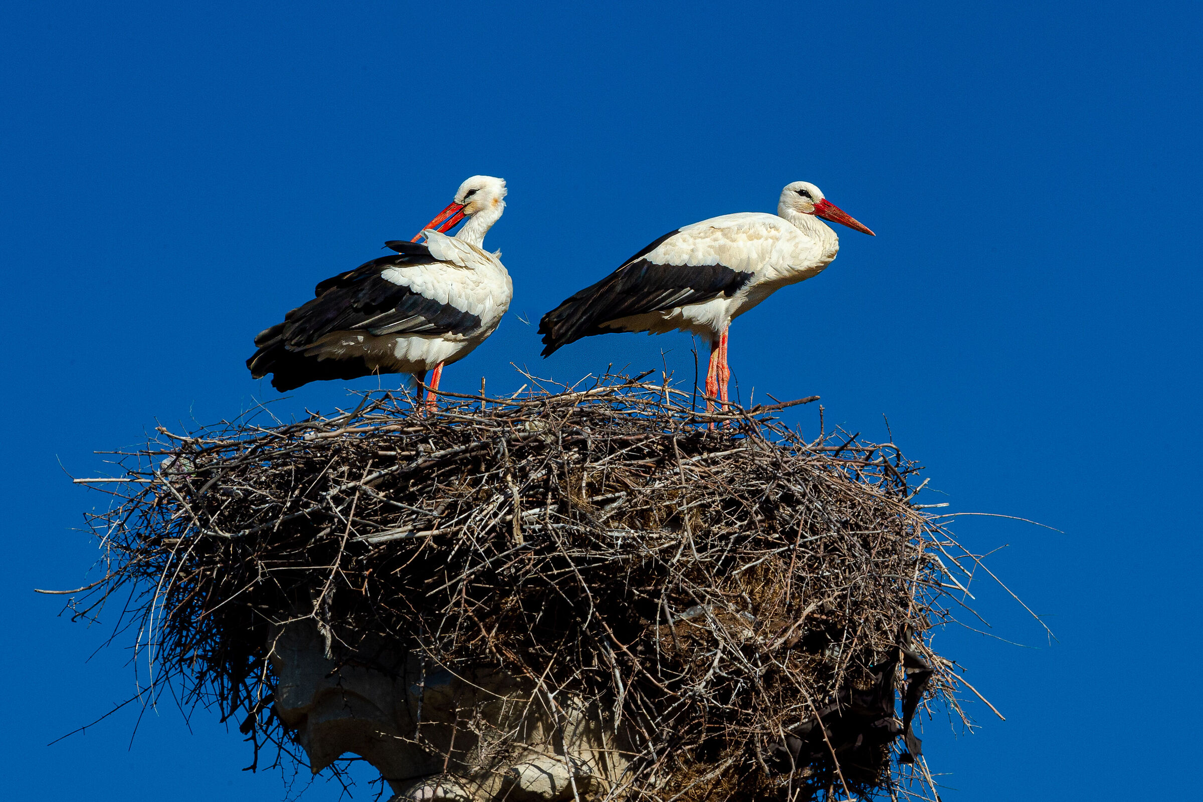 White Stork's Nest