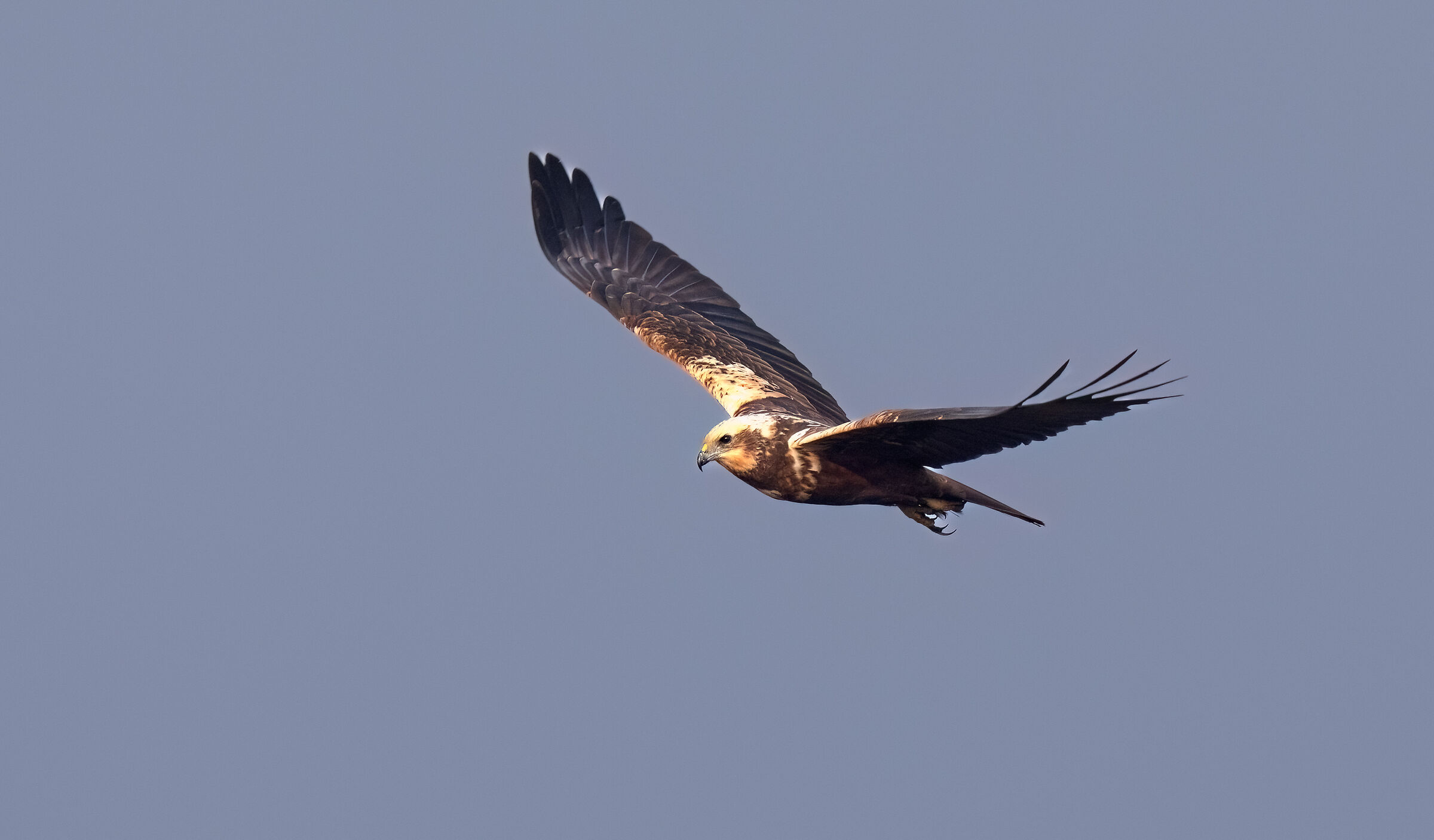 Falco di palude