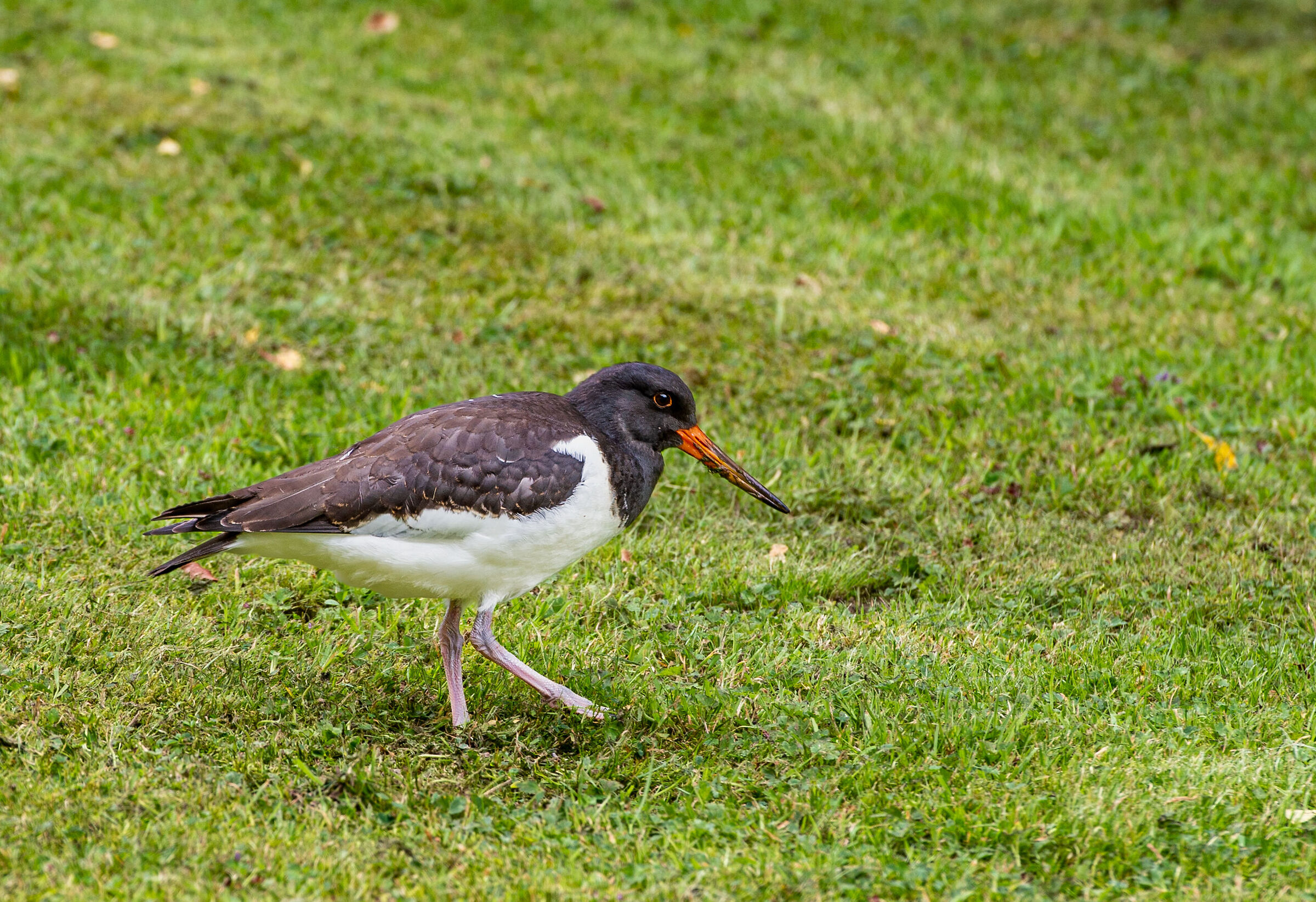 Oystercatcher