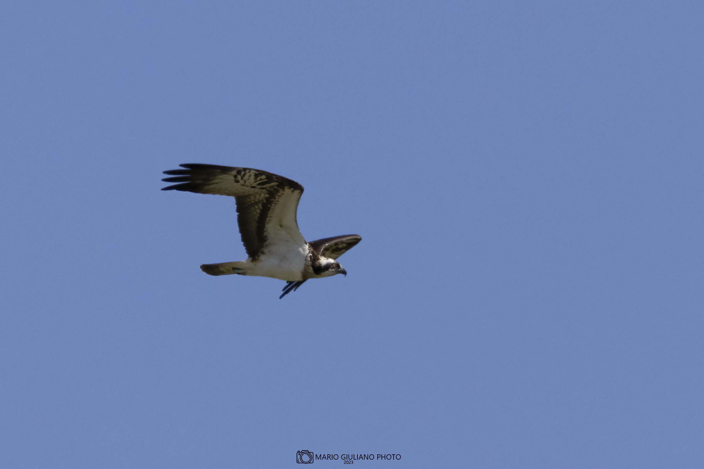 Osprey
