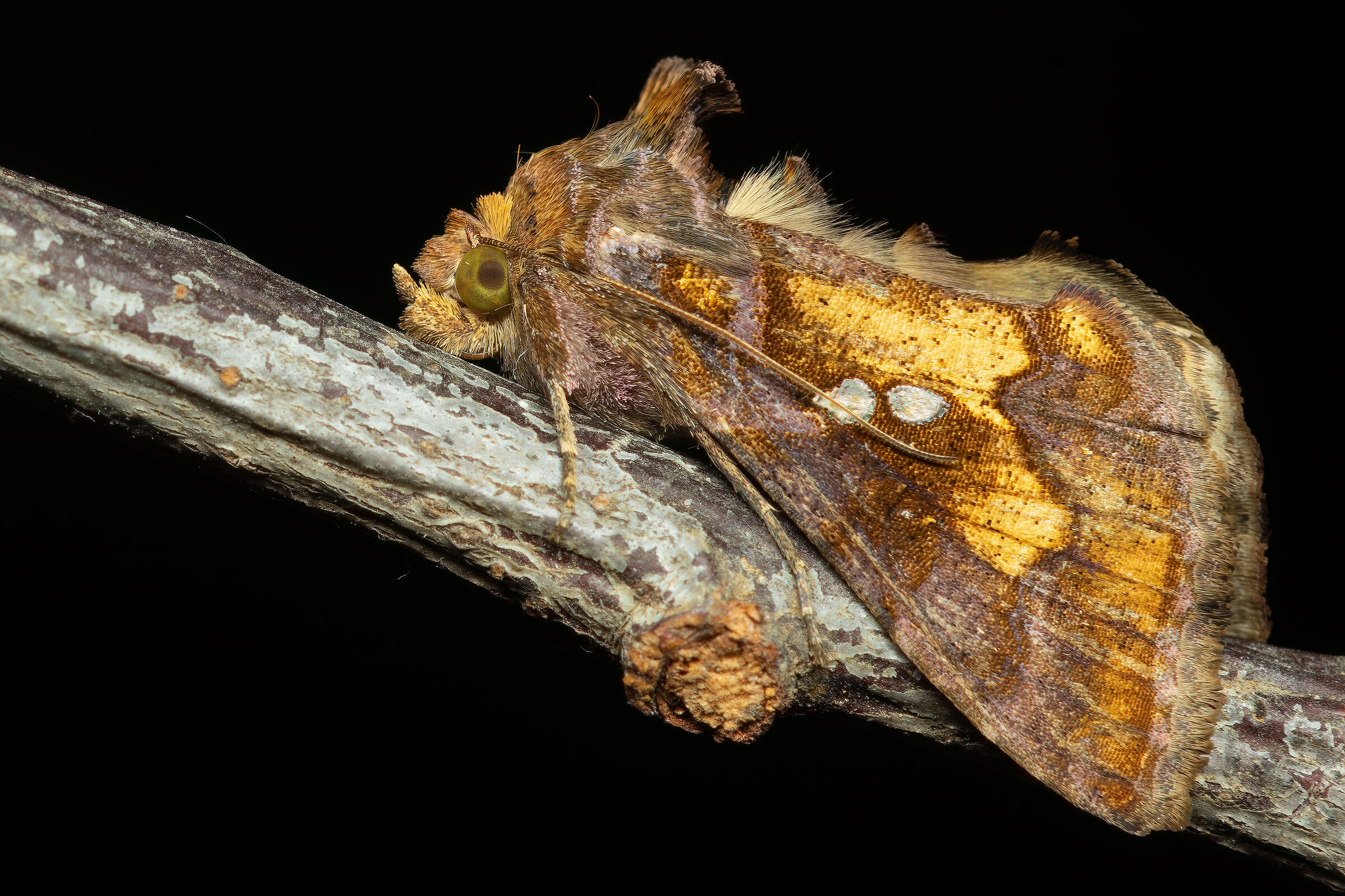 Chrysodeixis chalcites