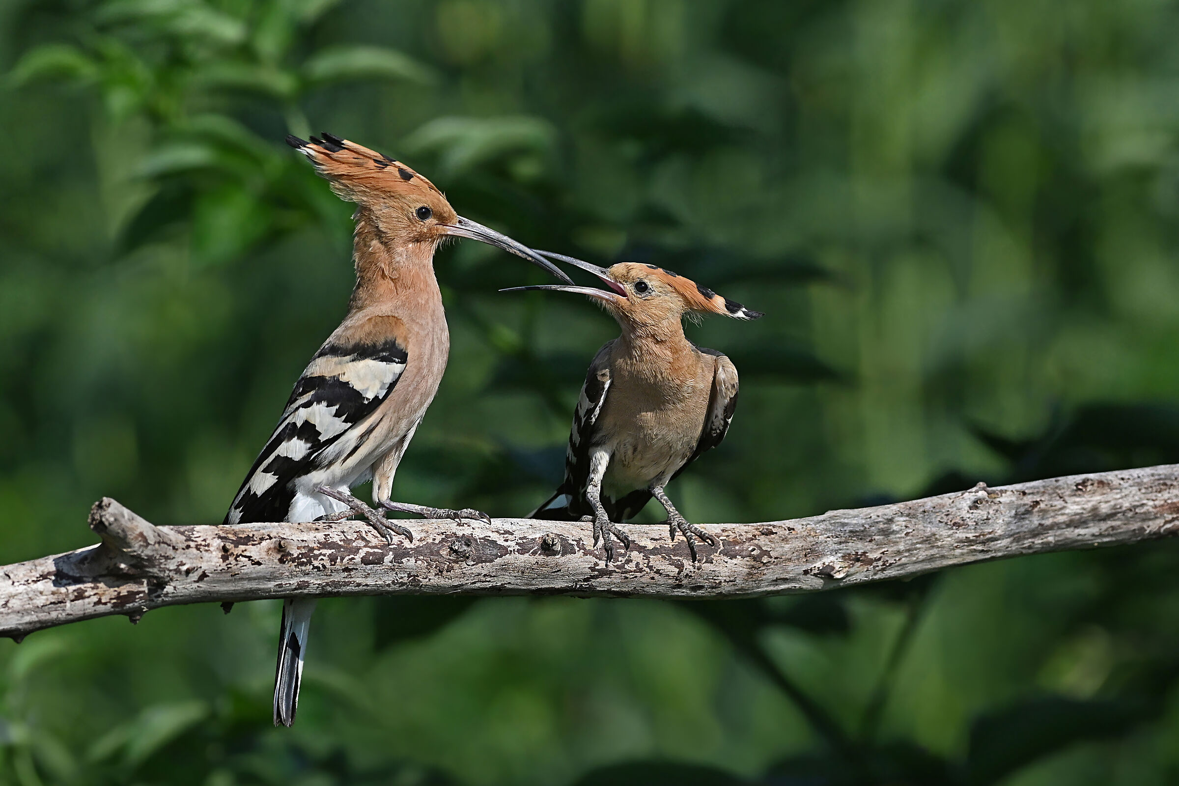 Feather Stories 5 (Hoopoe)