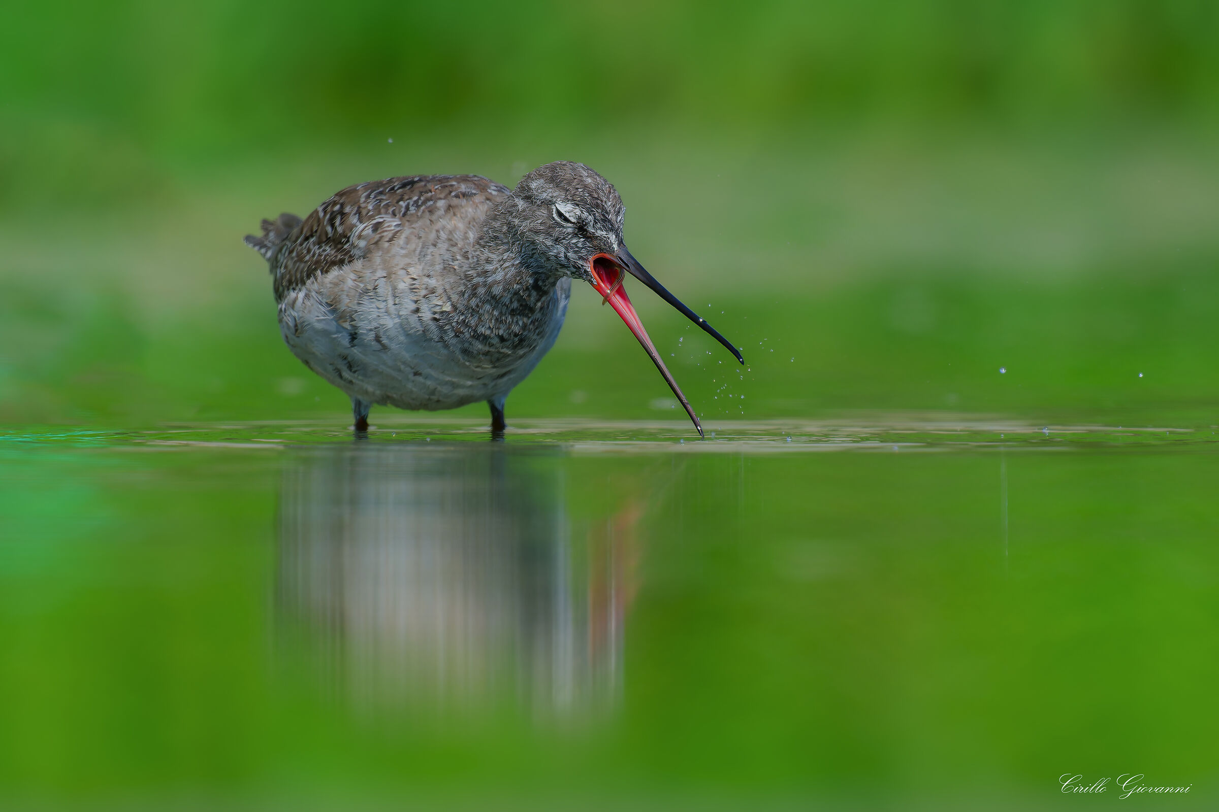 REDSHANK