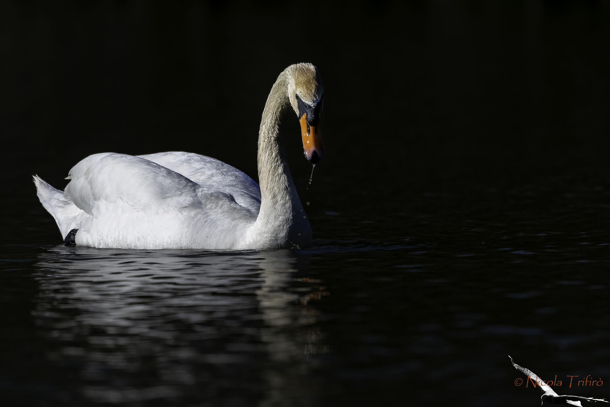 Swan in a commercial