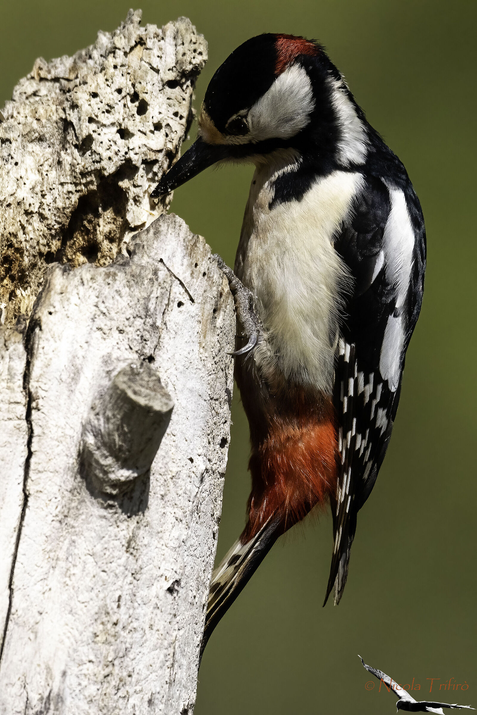 Great spotted woodpecker