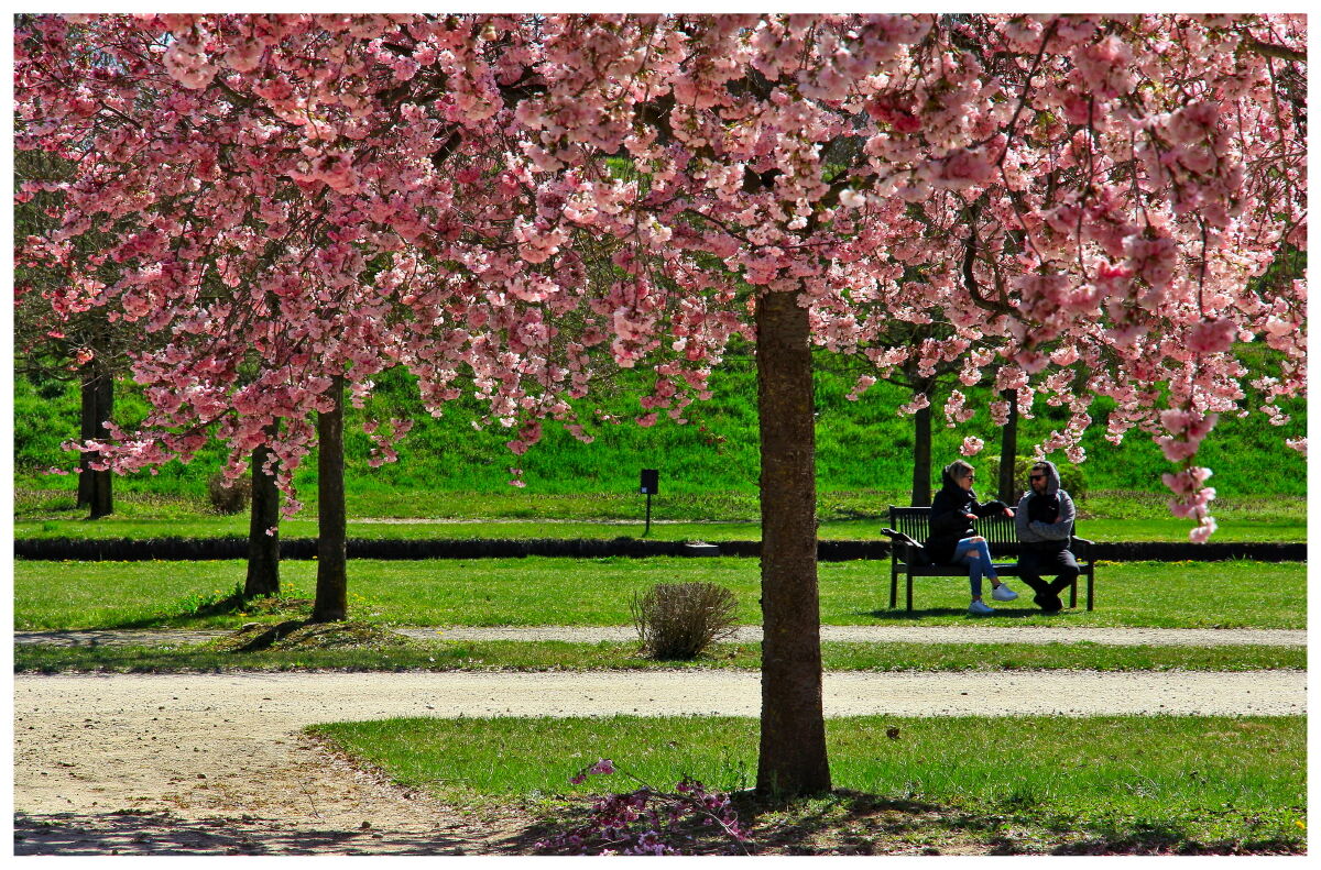 Cherry blossoms in Venaria Reale (TO) 2023