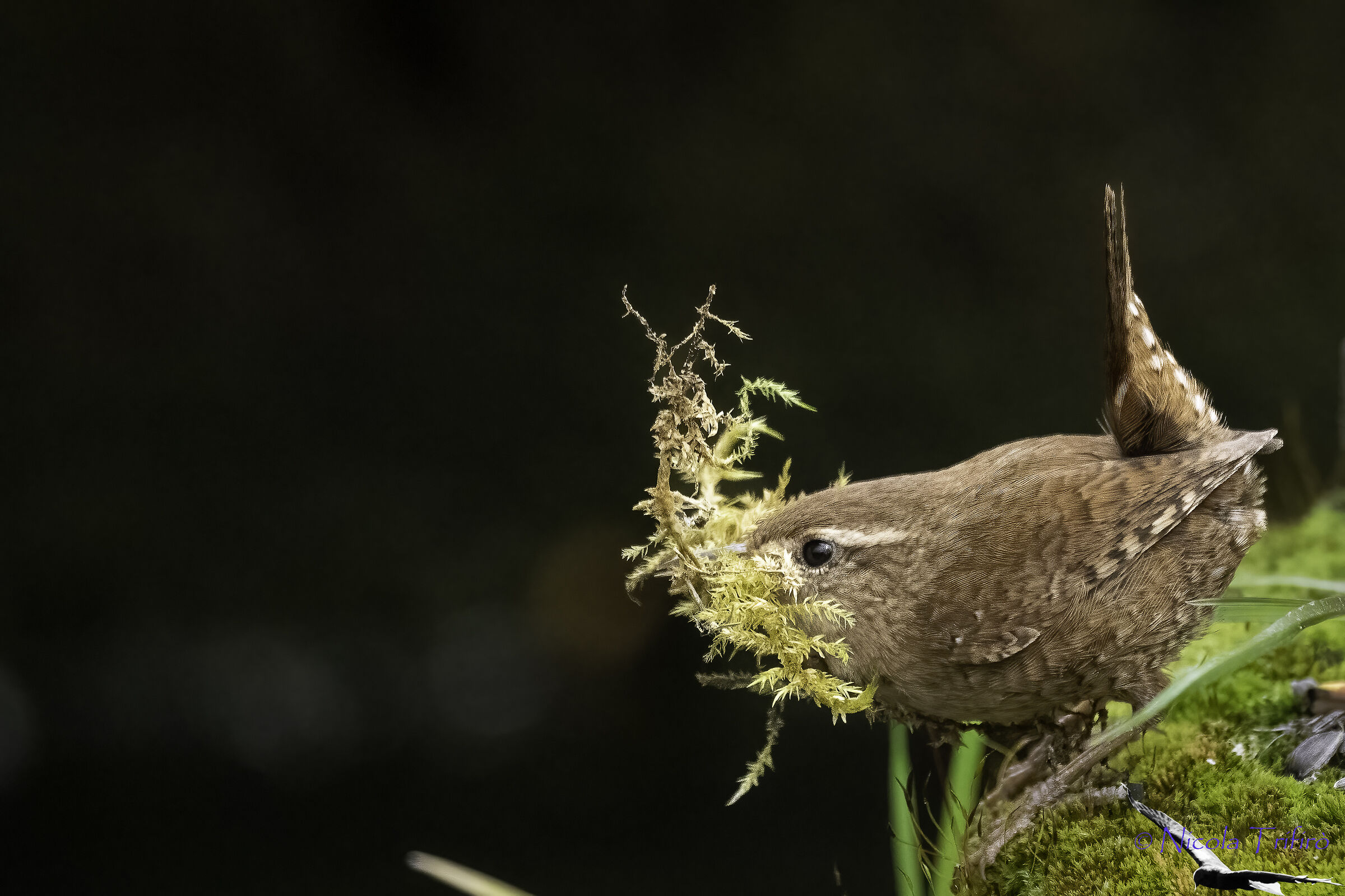 The Wren sets up a house