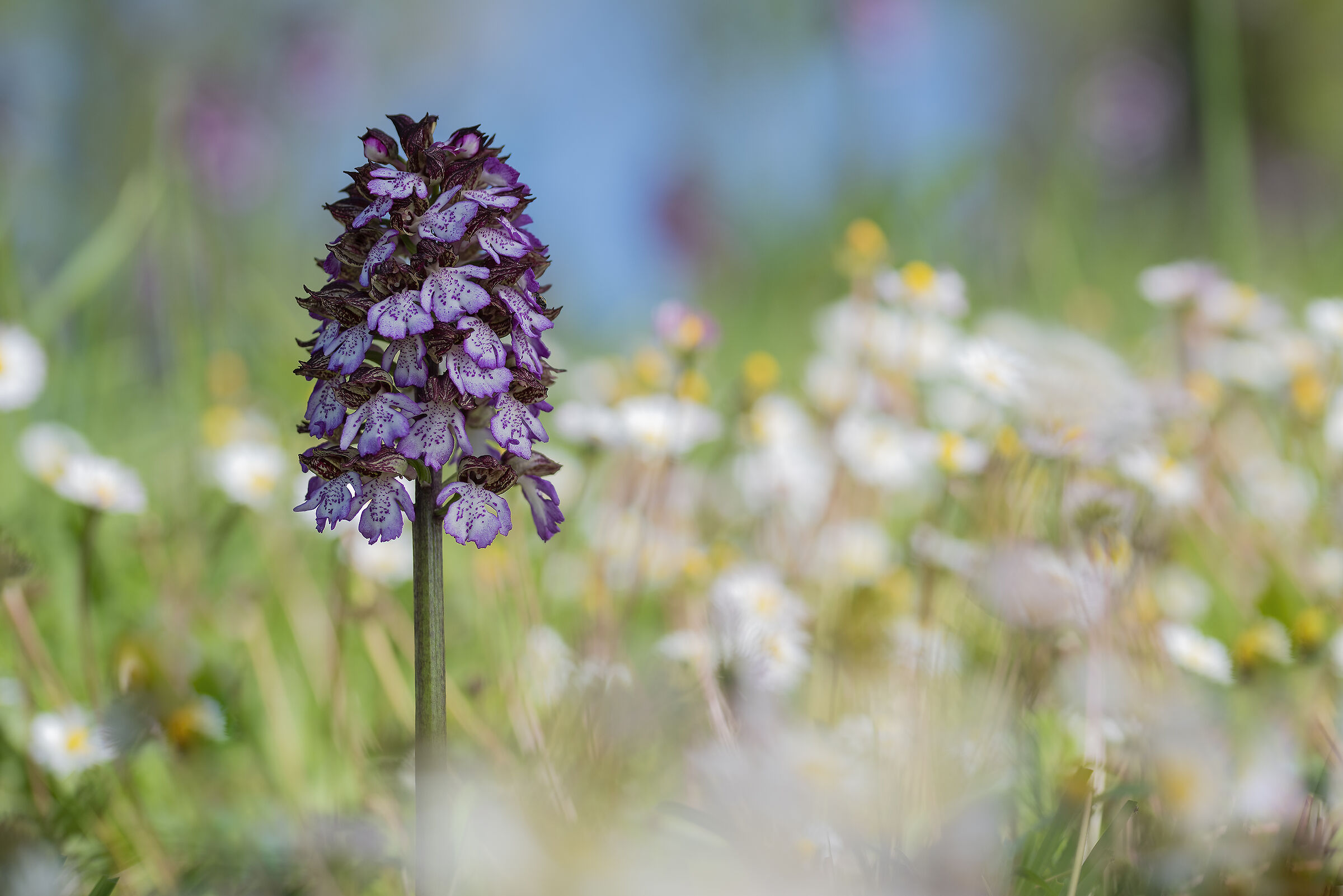 Orchis purpurea