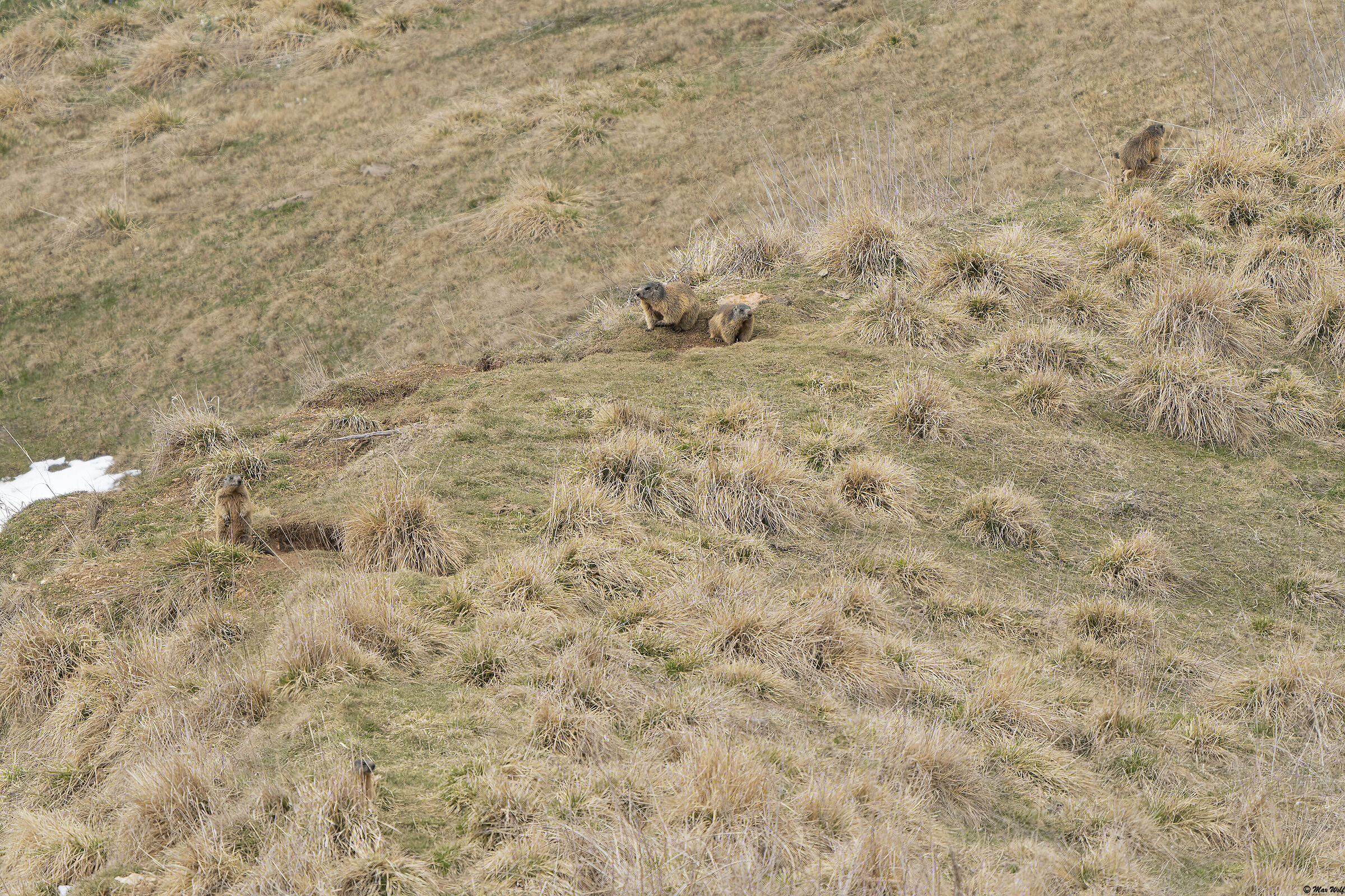 Marmot family after hibernation