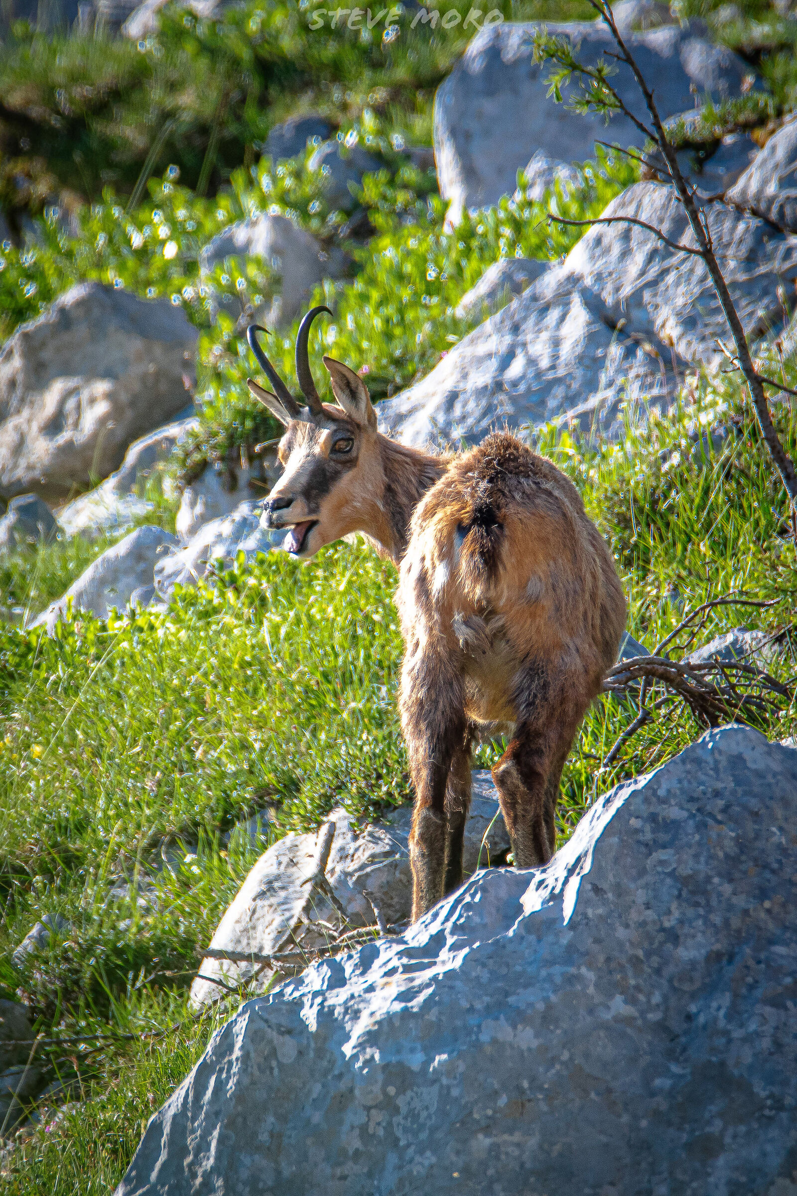 Chamois