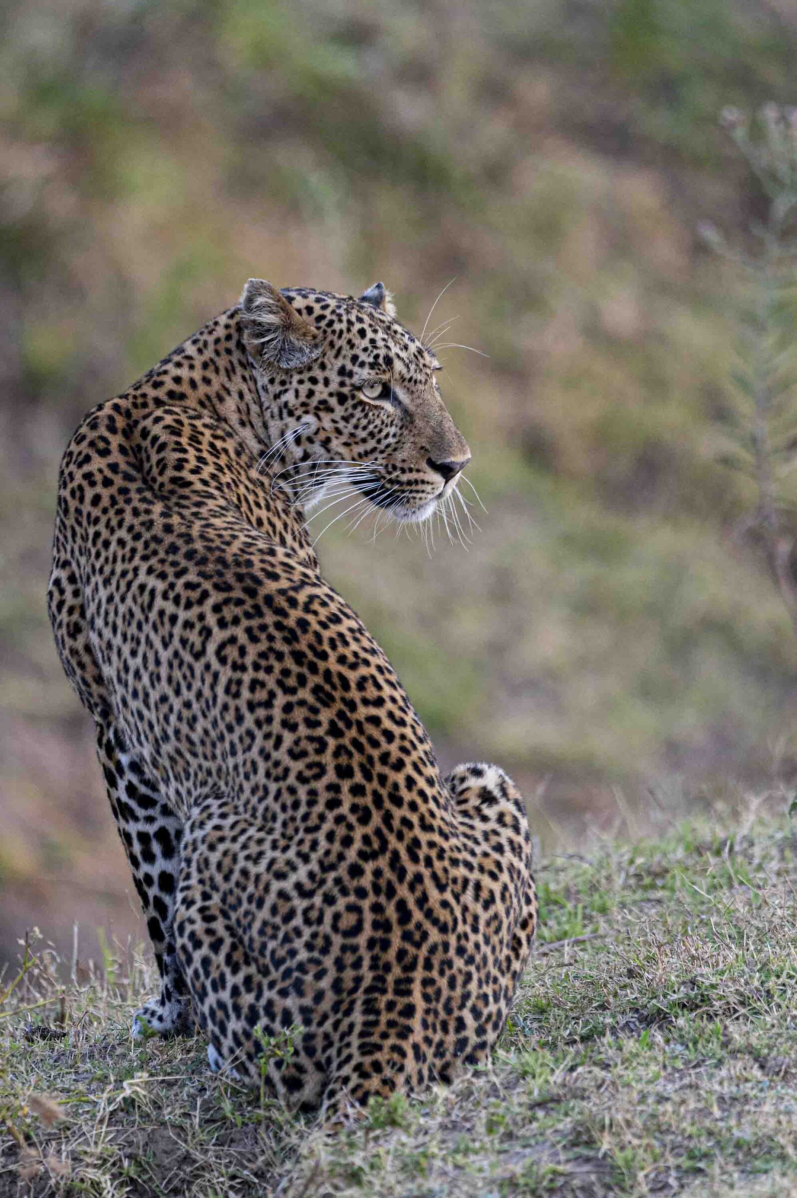 Leopard in ambush 1