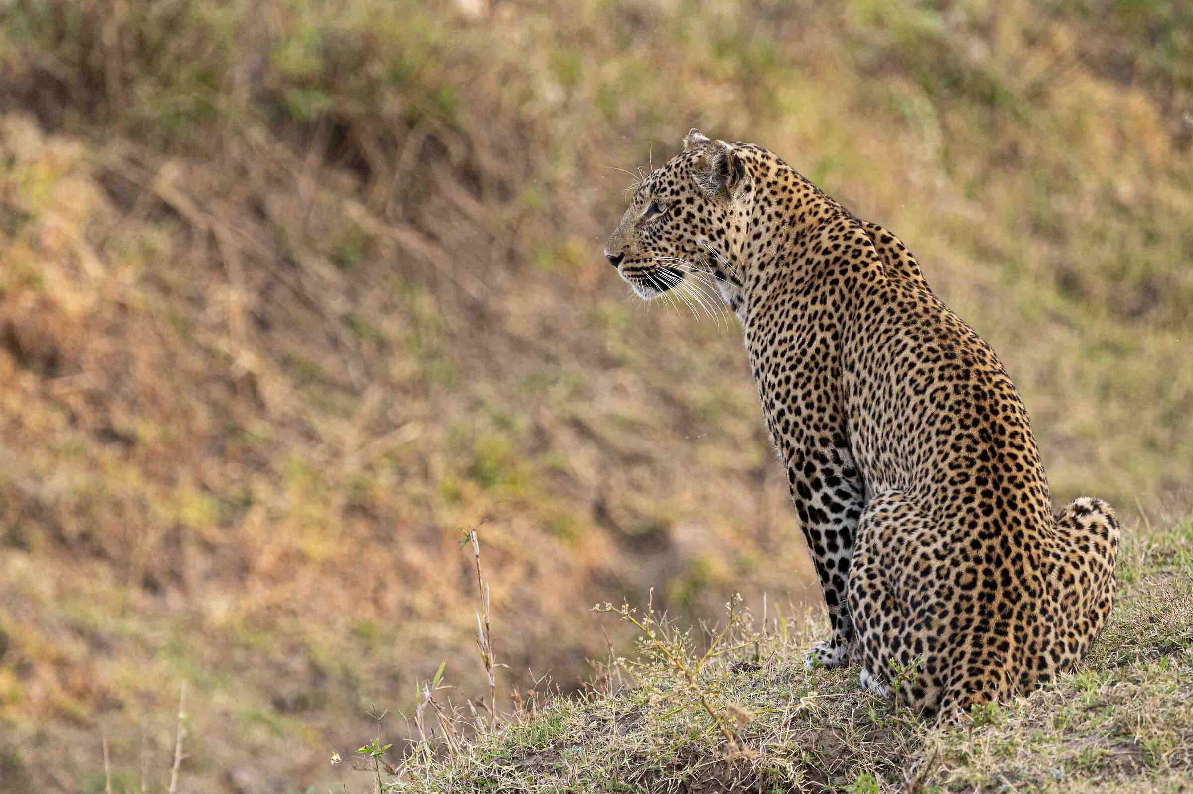 Leopard in ambush 2