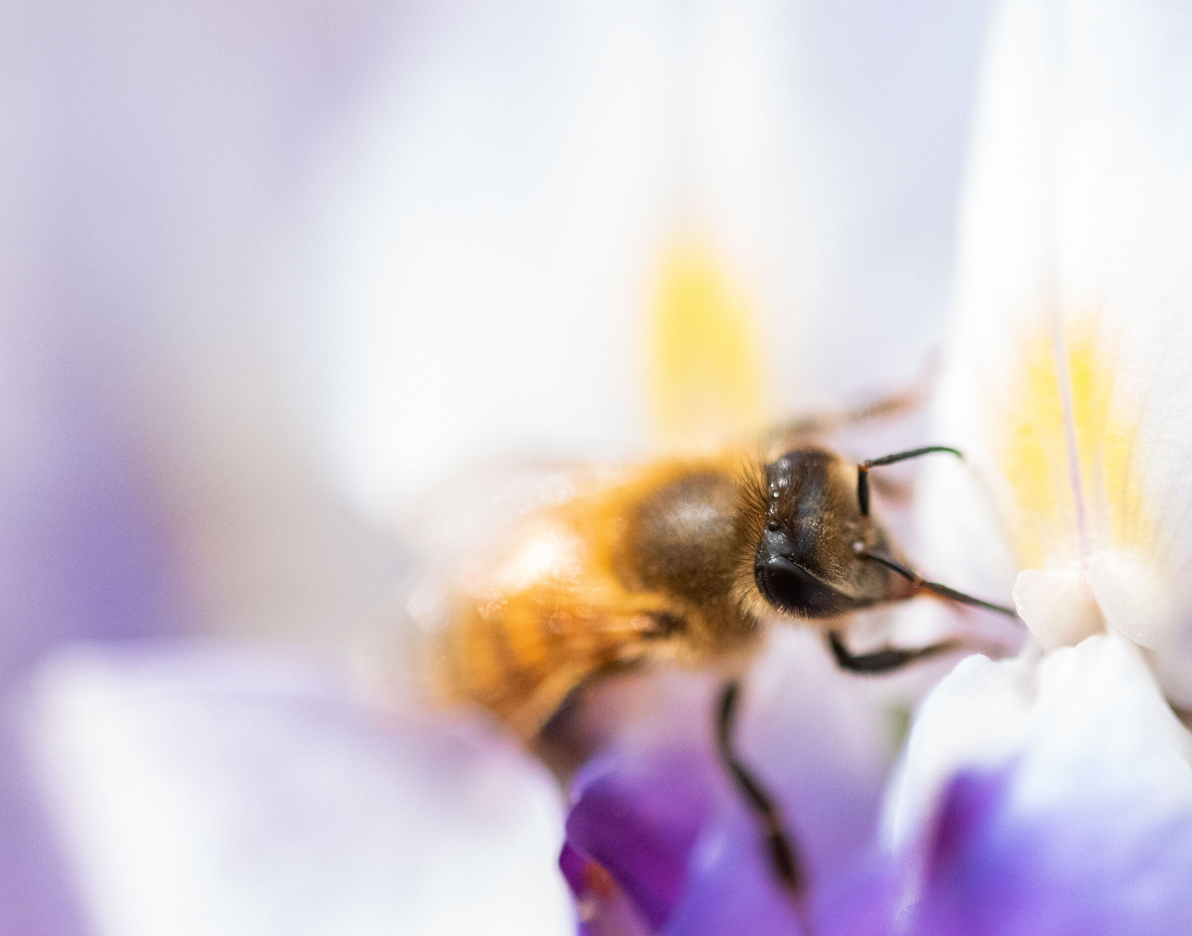 L'ape indaffarata non ha tempo per rattristarsi