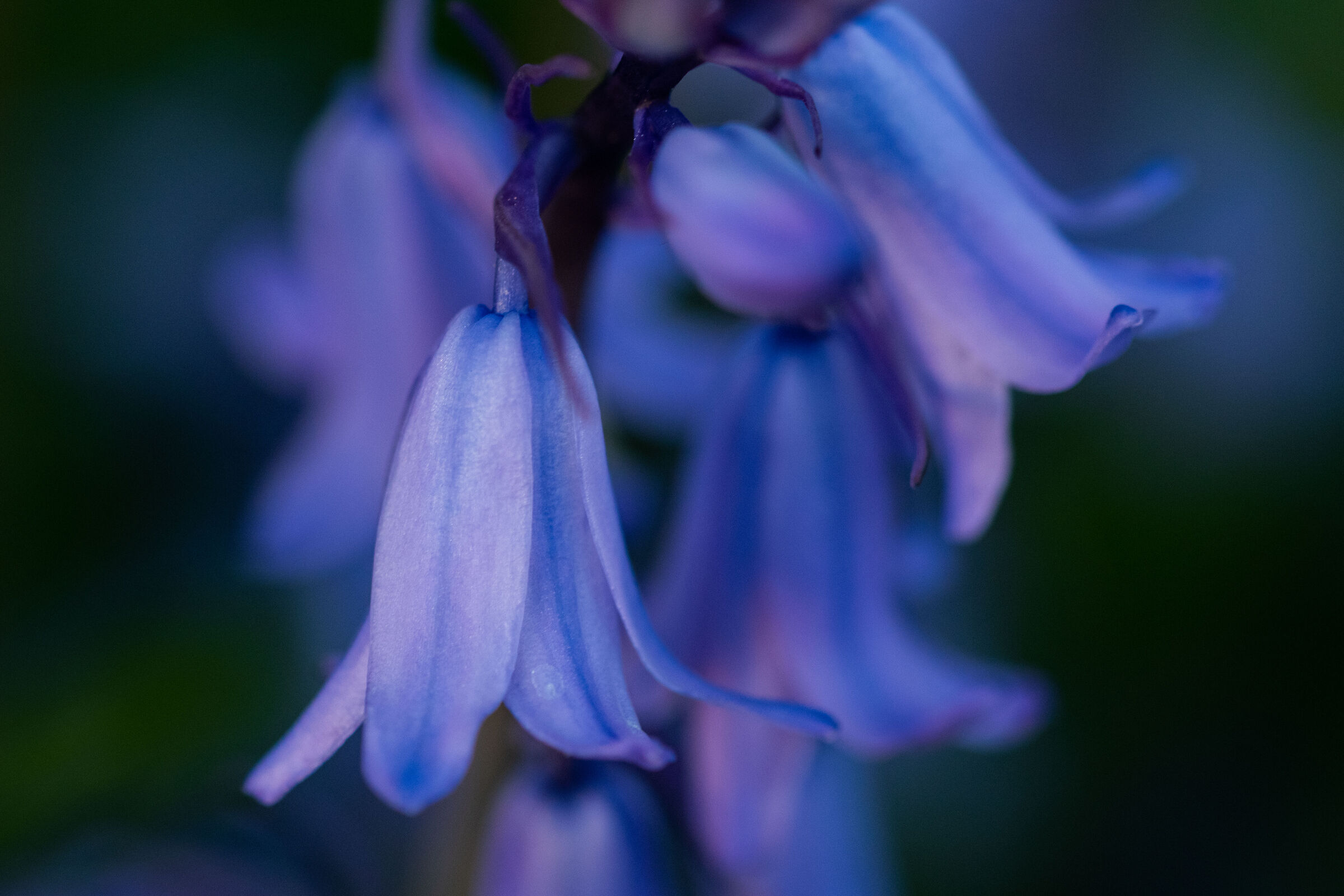 Hyacintoides hispanica- Scilla campanulata
