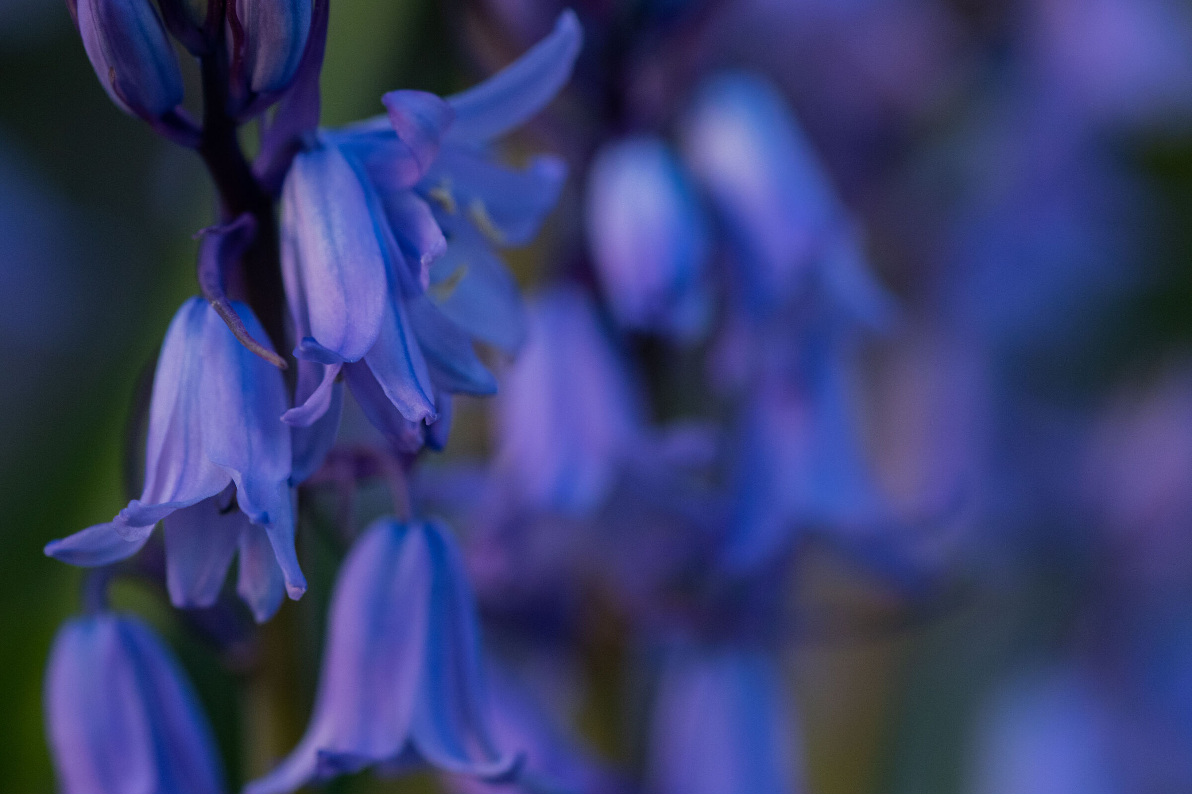 Hyacintoides hispanica- Scilla campanulata