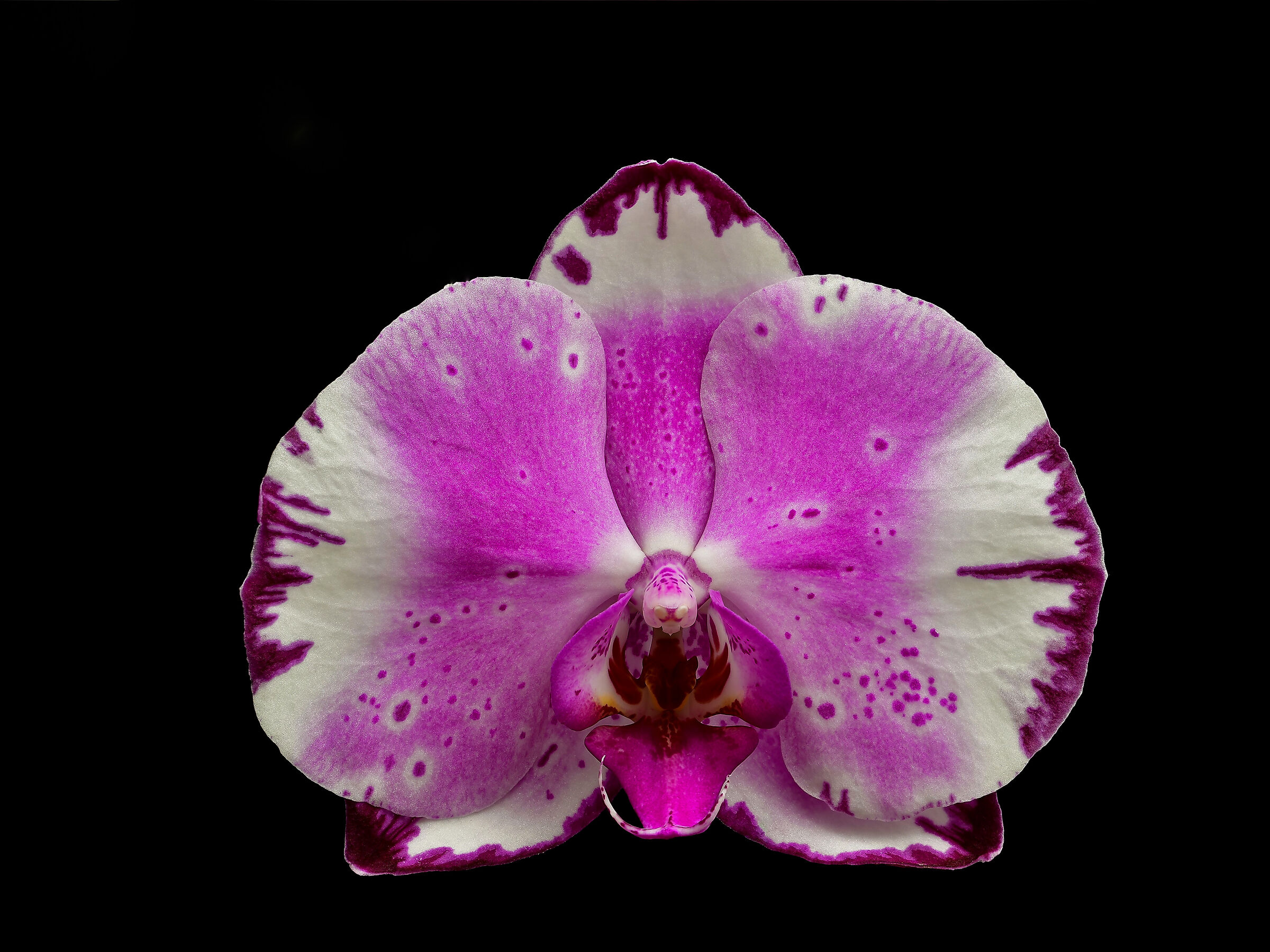 Orchidea