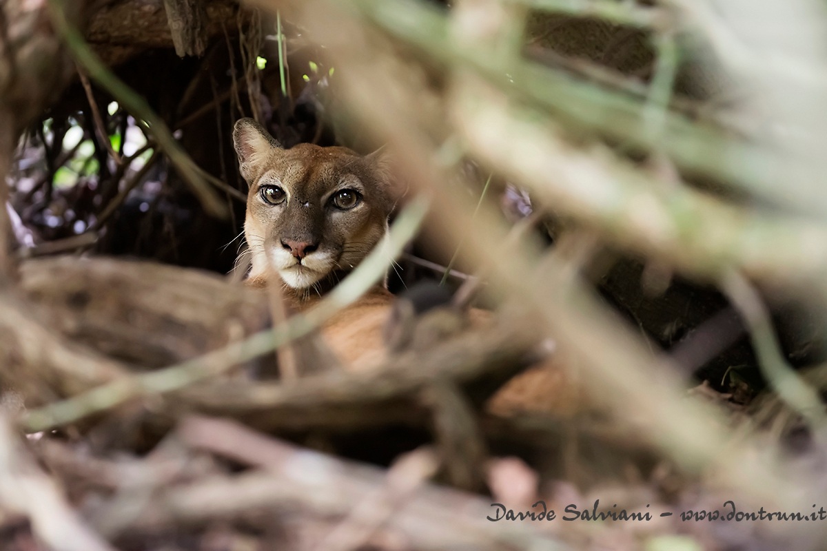 El Gato (Puma Concolor)
