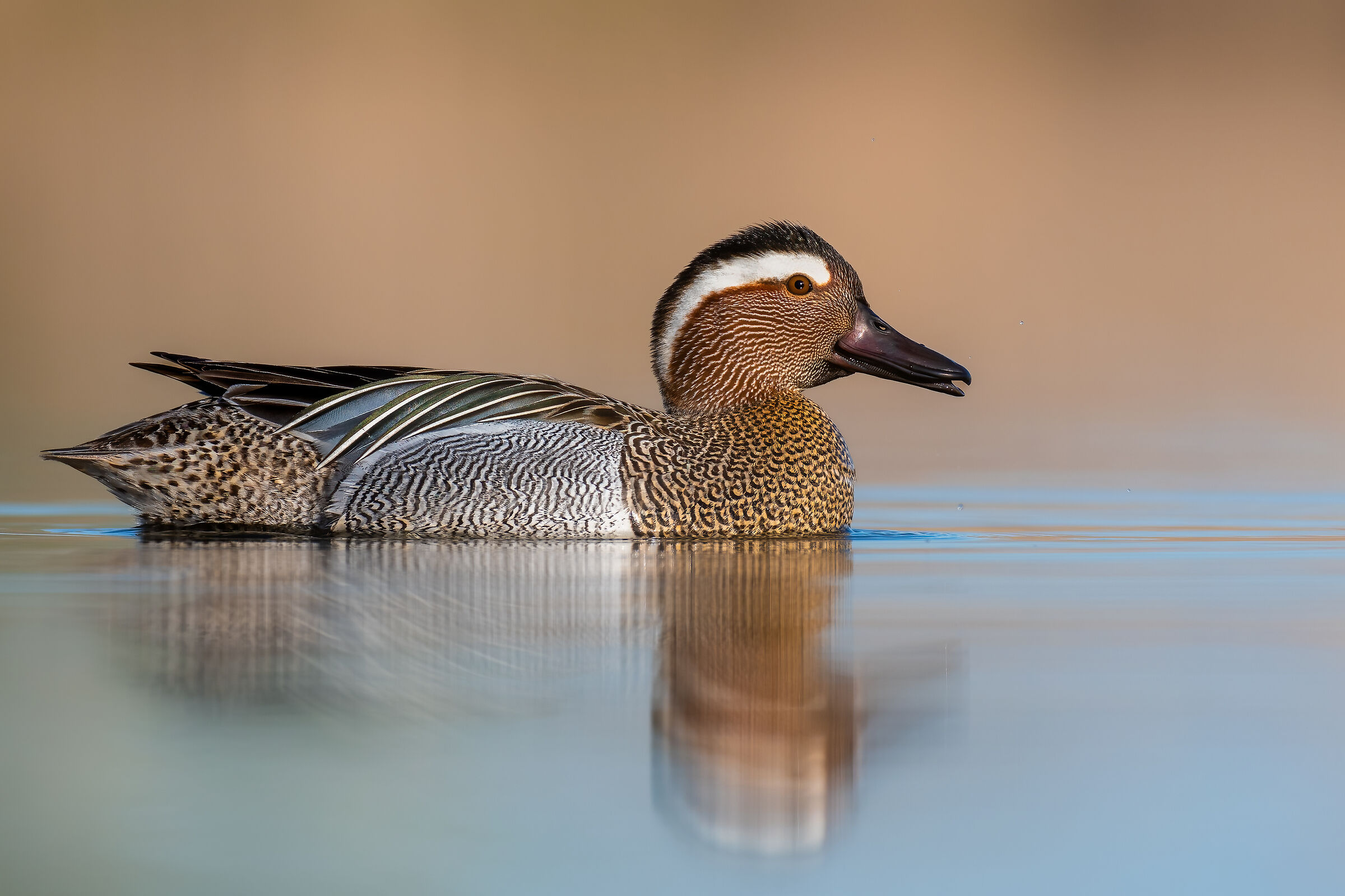 garganey