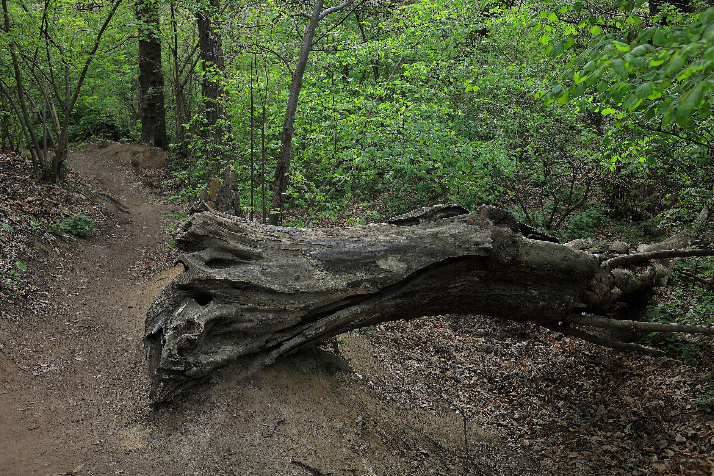 Camminando nei sentieri...