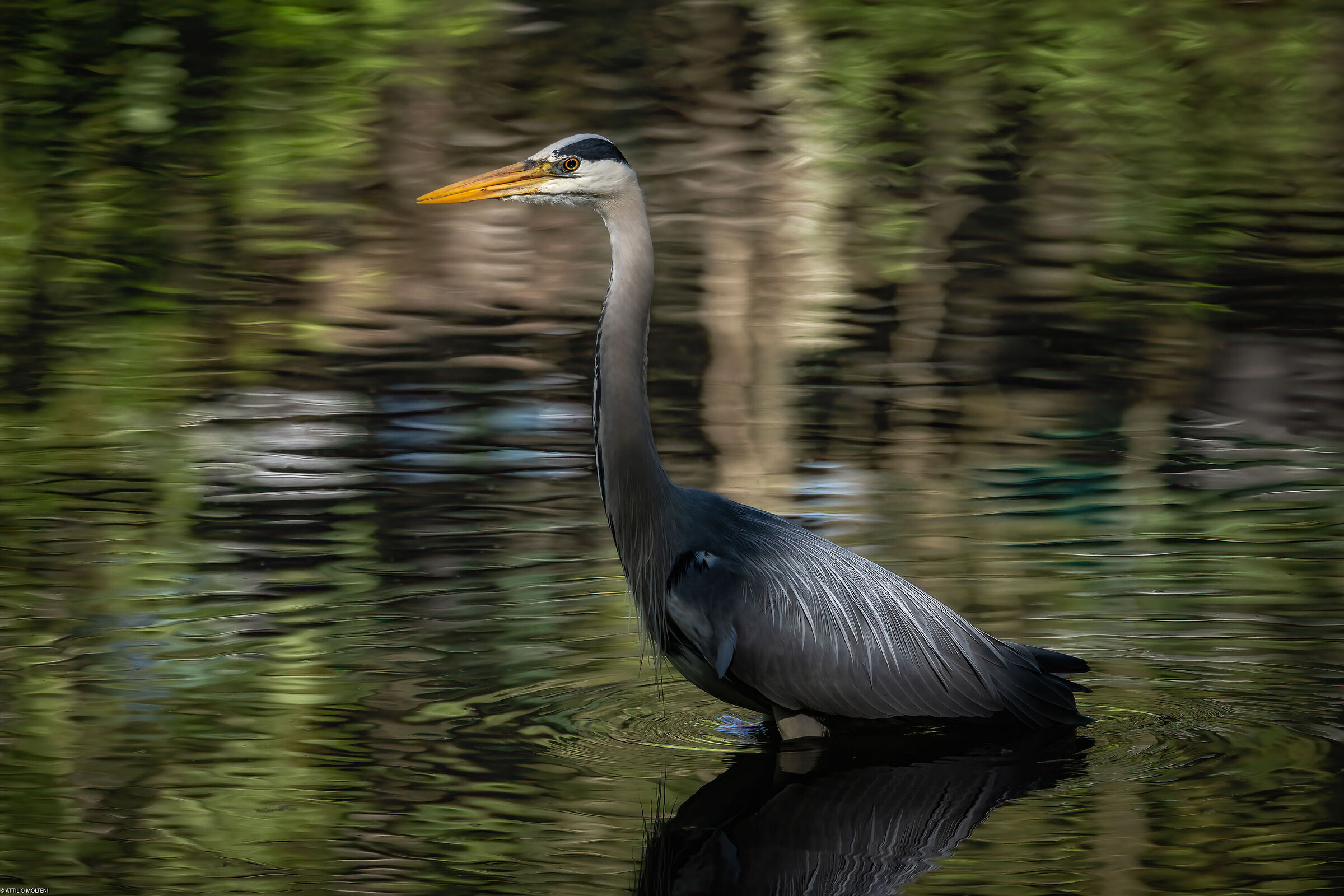 Between shadows and lights
